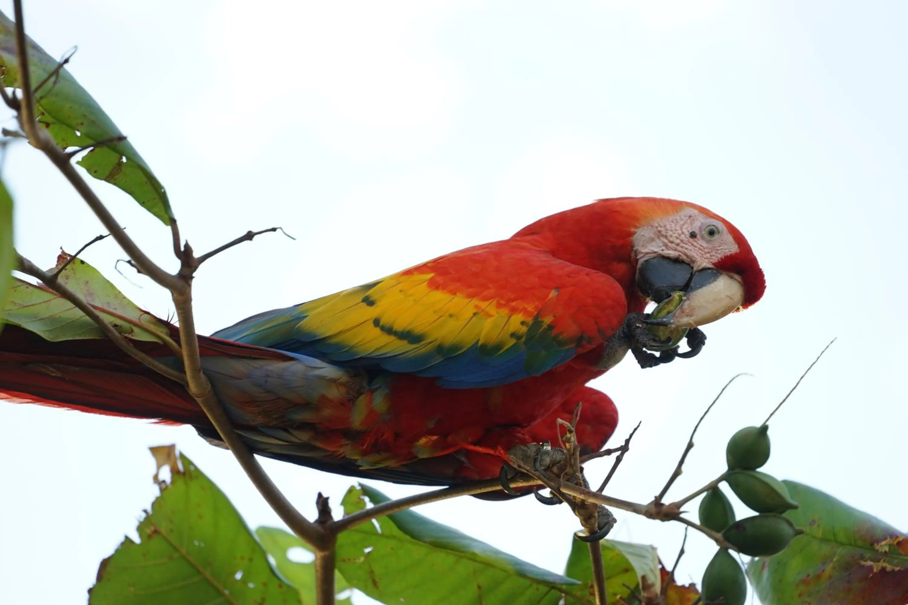 Animals in Villas Welcome to Heaven