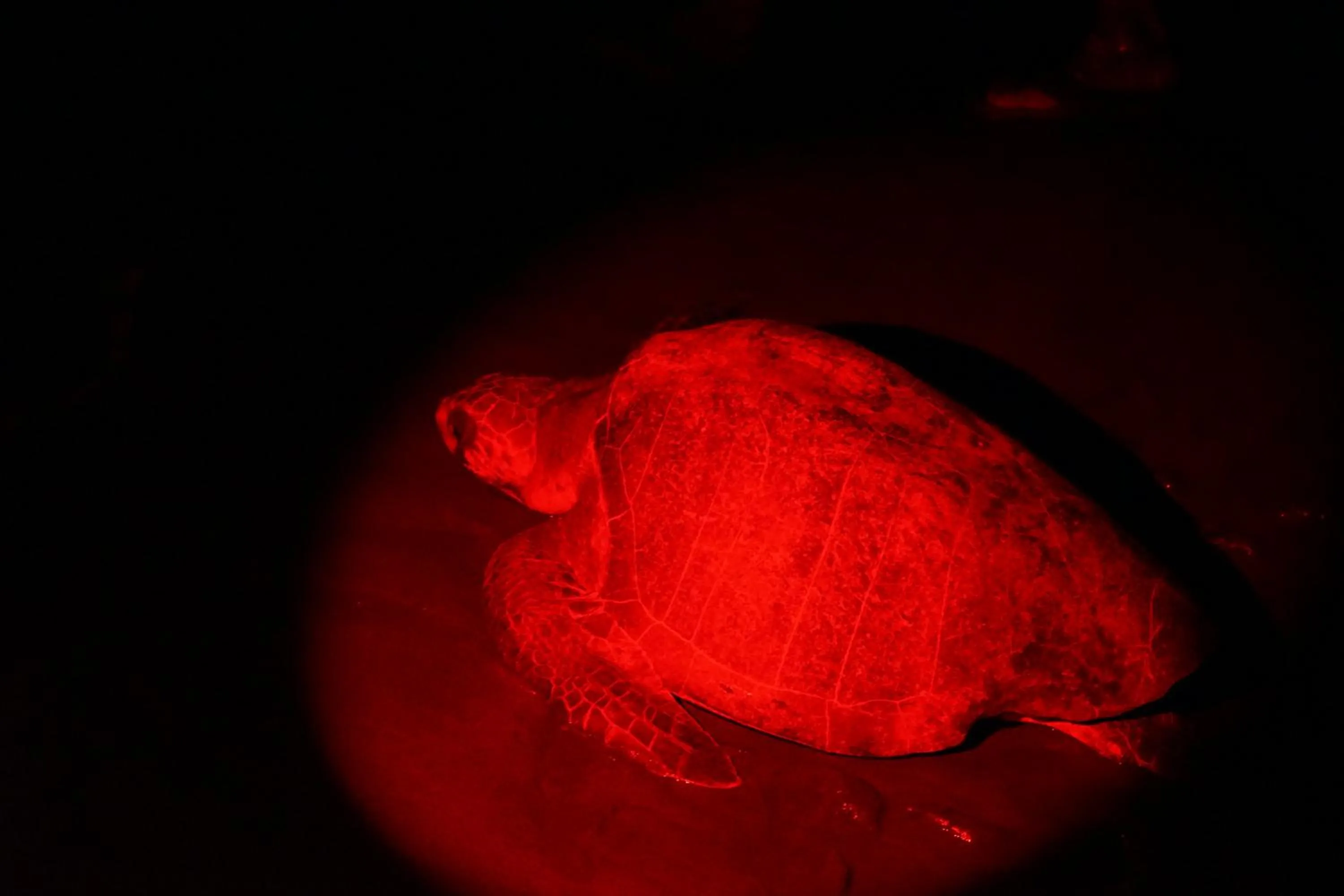 Animals in Villas Welcome to Heaven