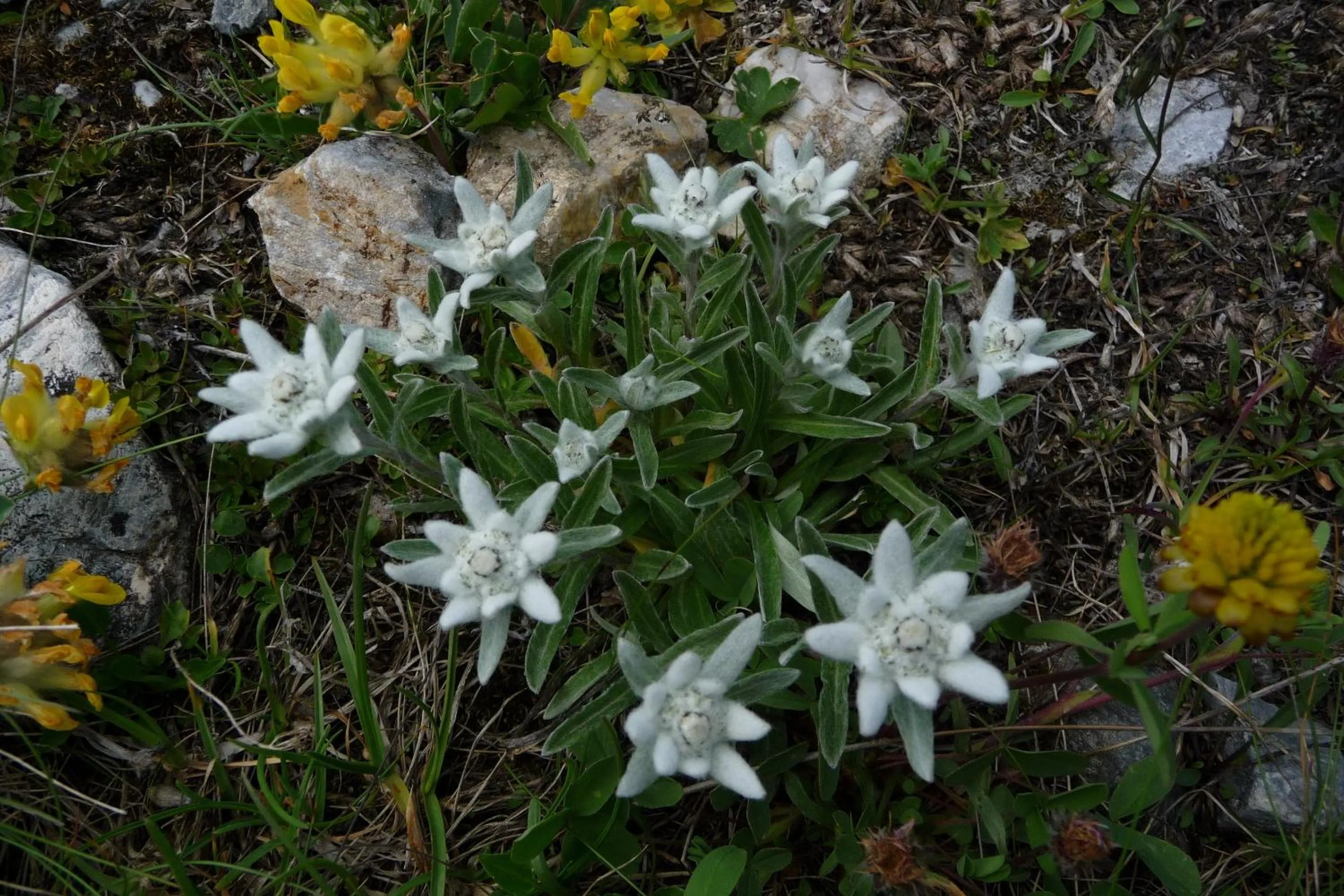 Decorative detail in Hotel Les Mélèzes