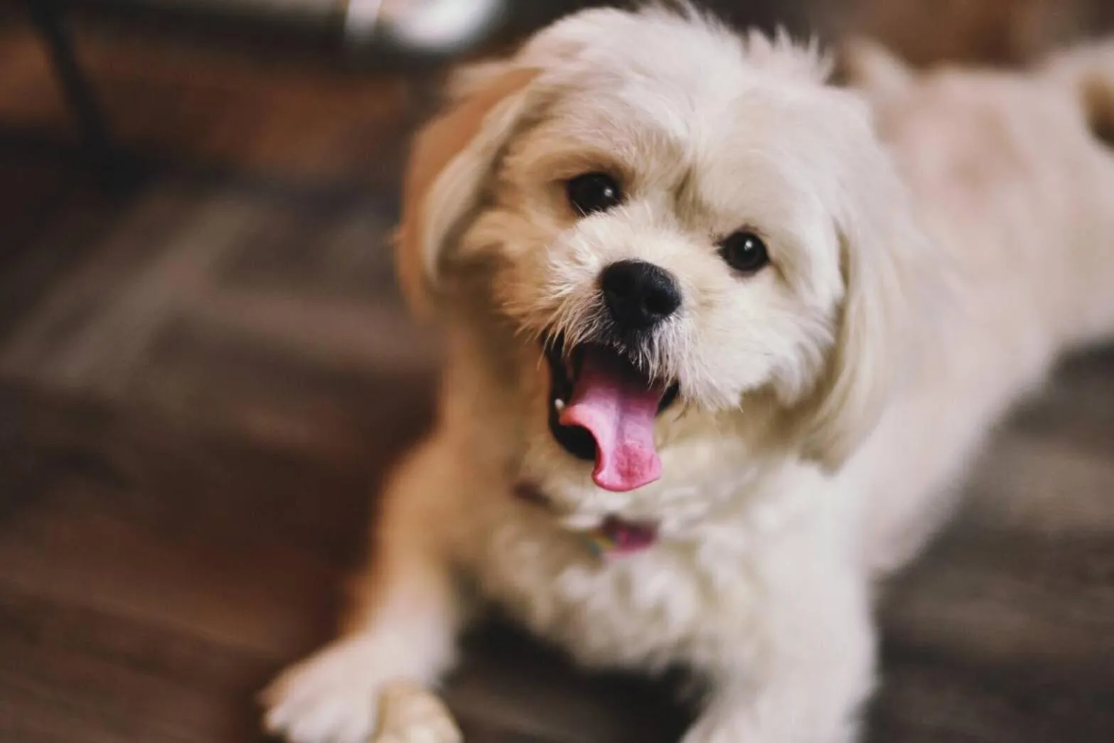 Pets in The Entaneer Poshtel