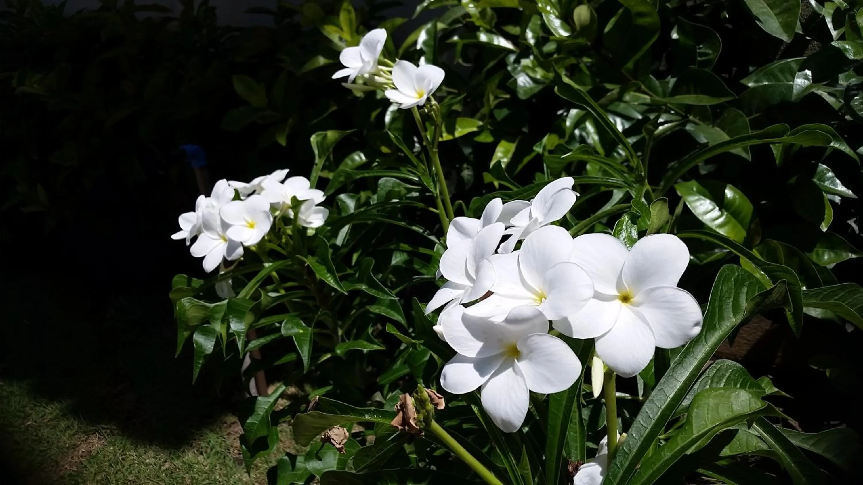 Garden view in Hotel Pousada do Sol