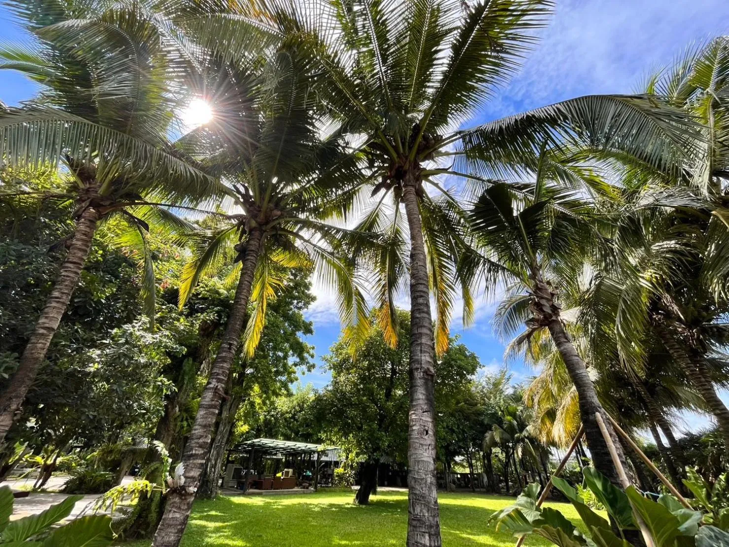 Garden in Rommai Greenpark