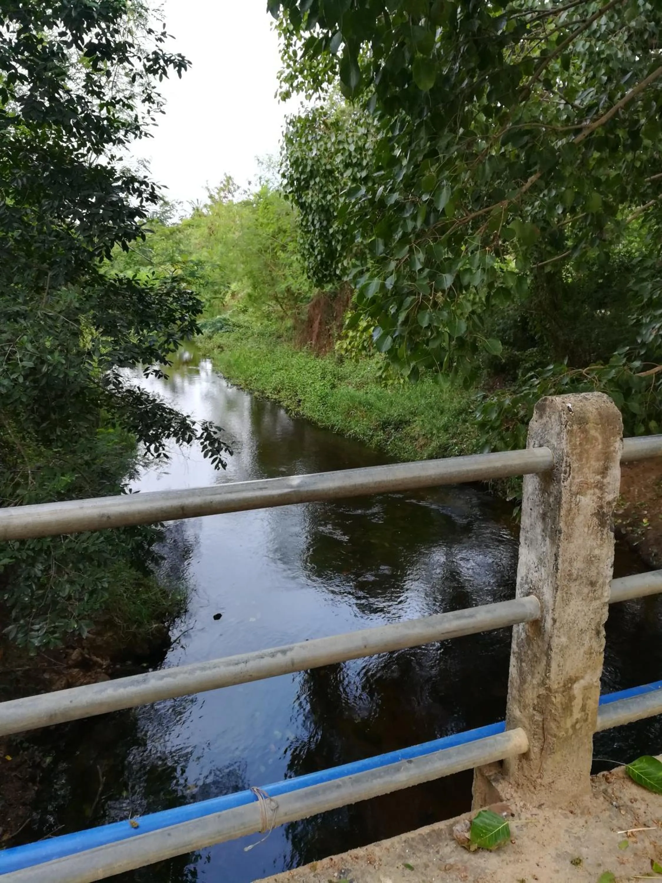 Natural landscape in Breezy Lake
