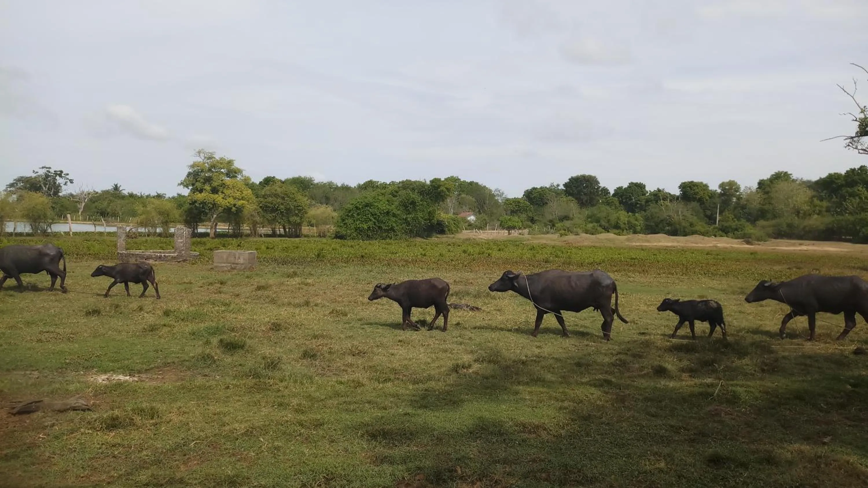 Animals in Breezy Lake