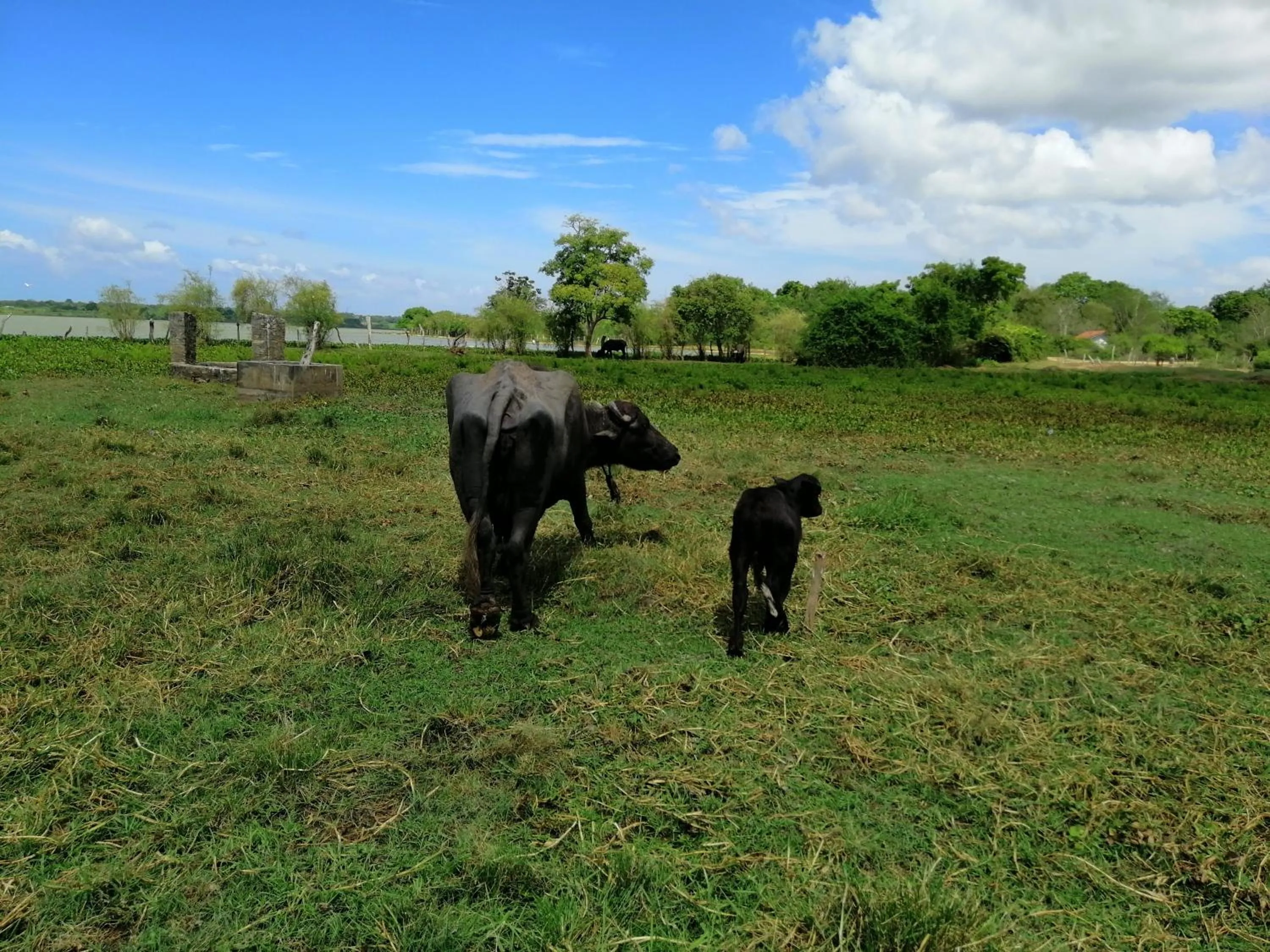 Animals in Breezy Lake