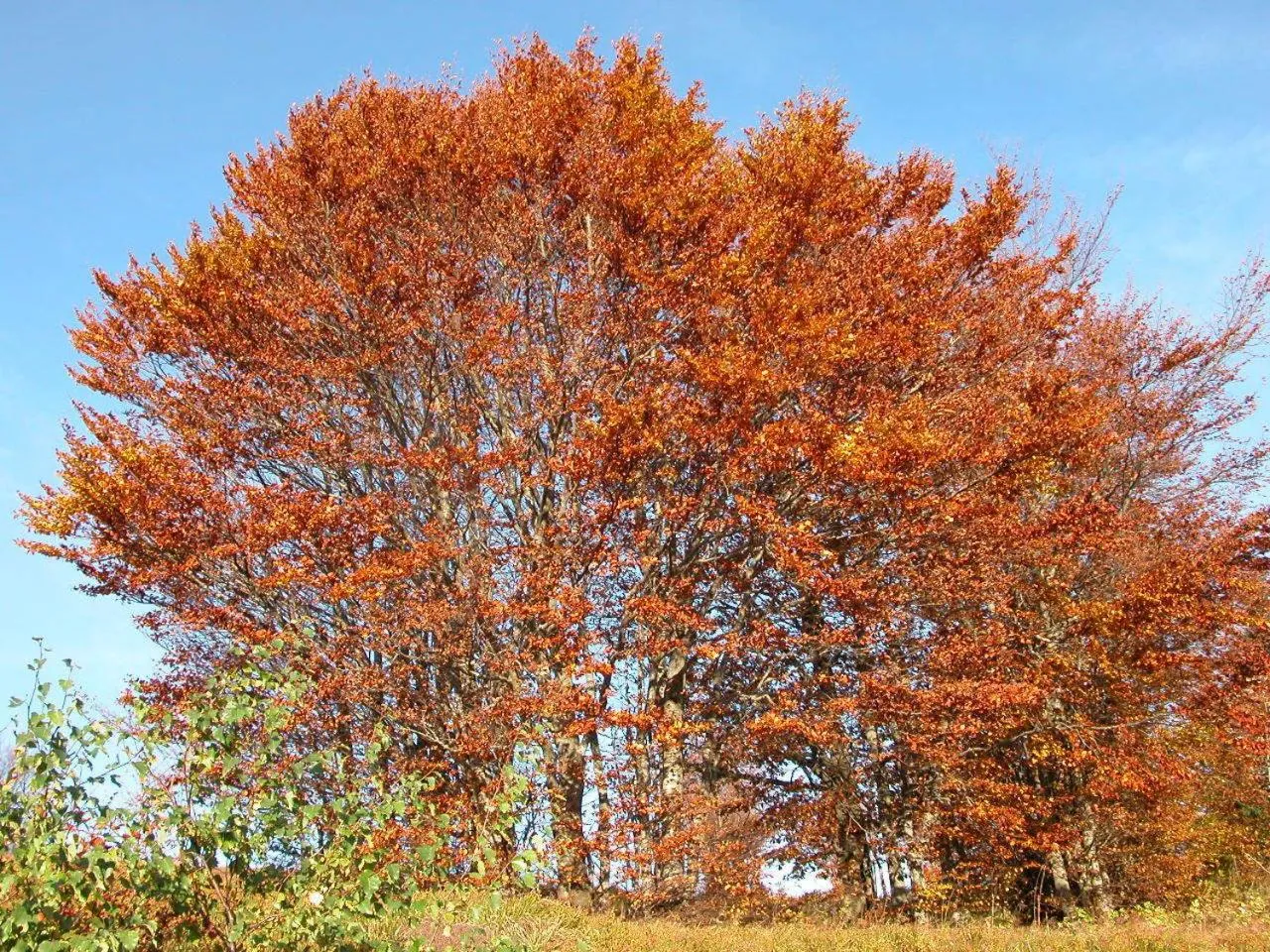 Area and facilities in Hôtel Restaurant Wolf