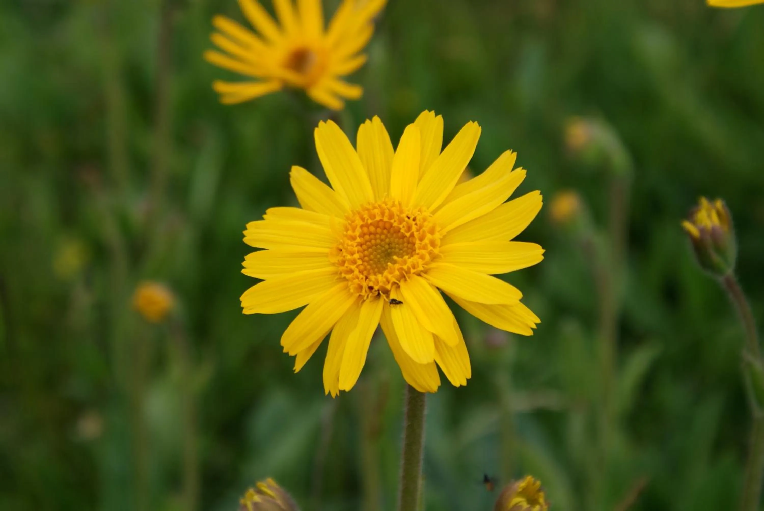 Summer in Hôtel Restaurant Wolf