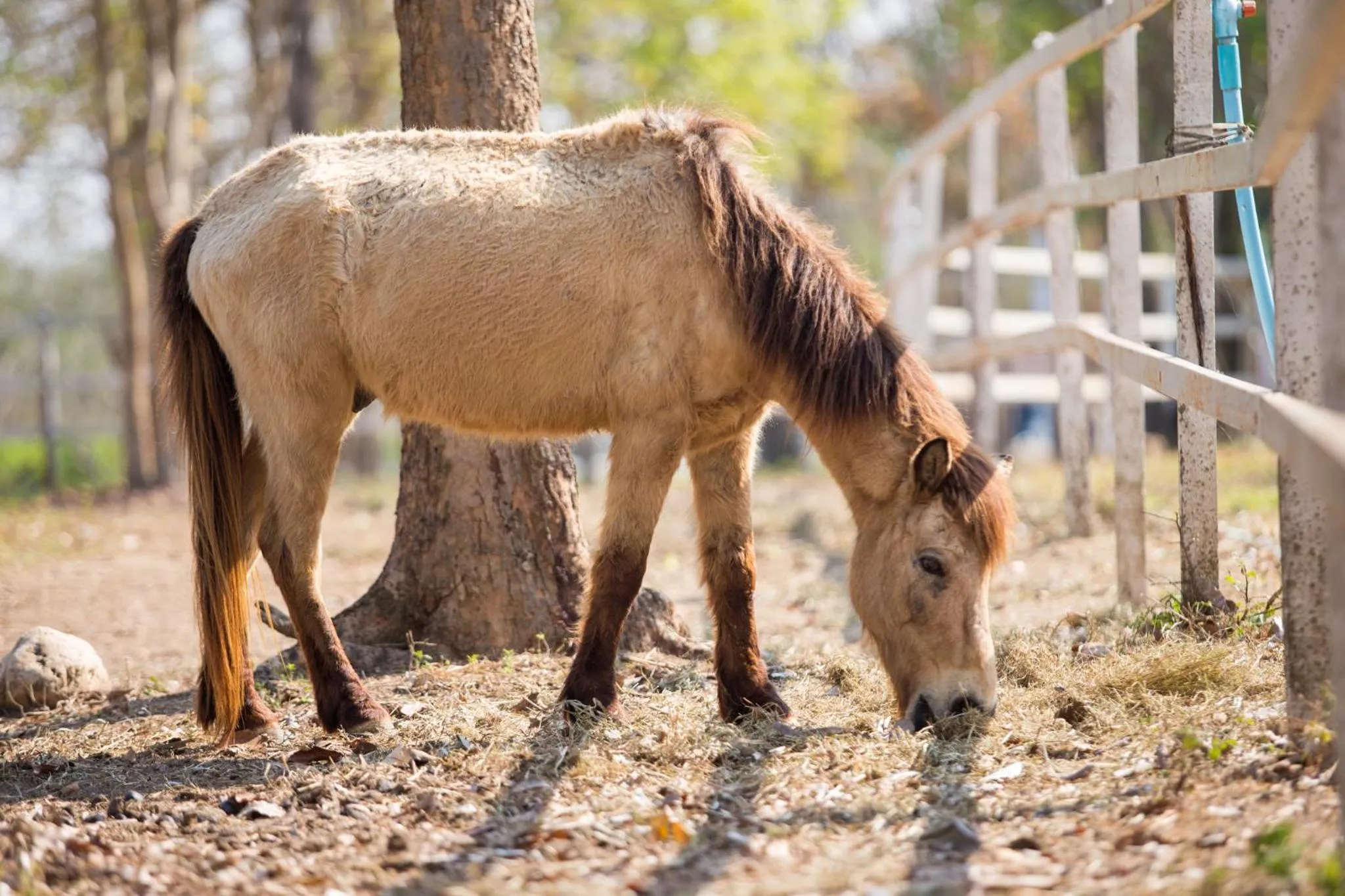 Animals in Leaves Valley Resort