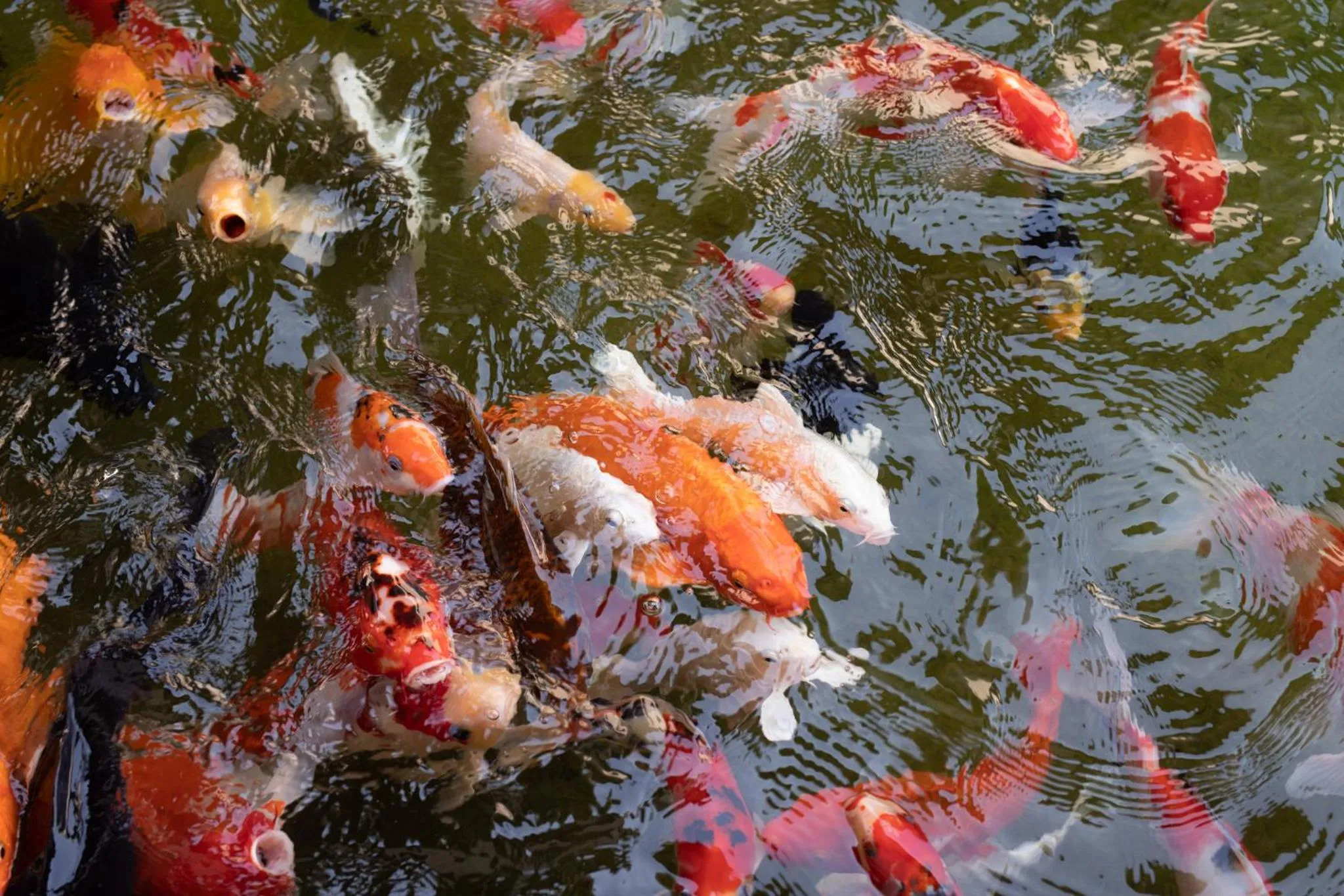 Animals in Leaves Valley Resort