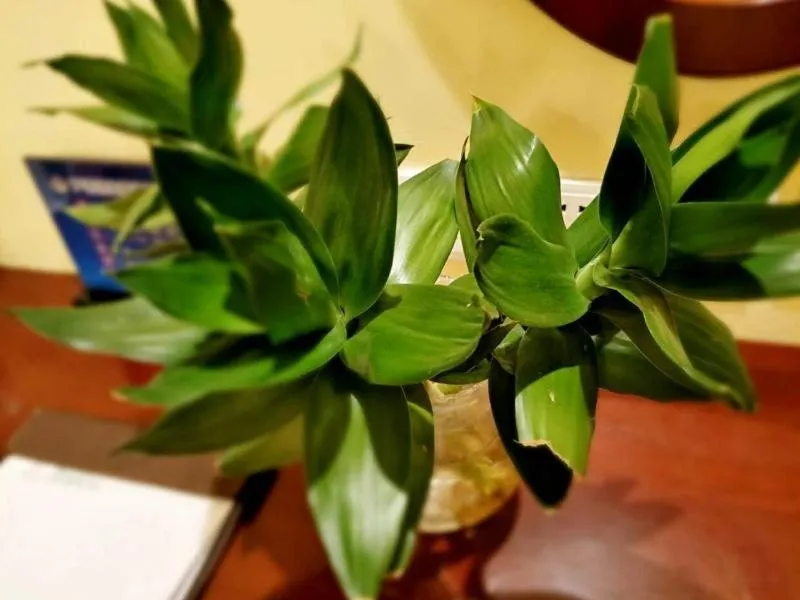 GreenTree Alliance Beijing Daxing District Jiugong Town Jiugong Subway Station Hotel