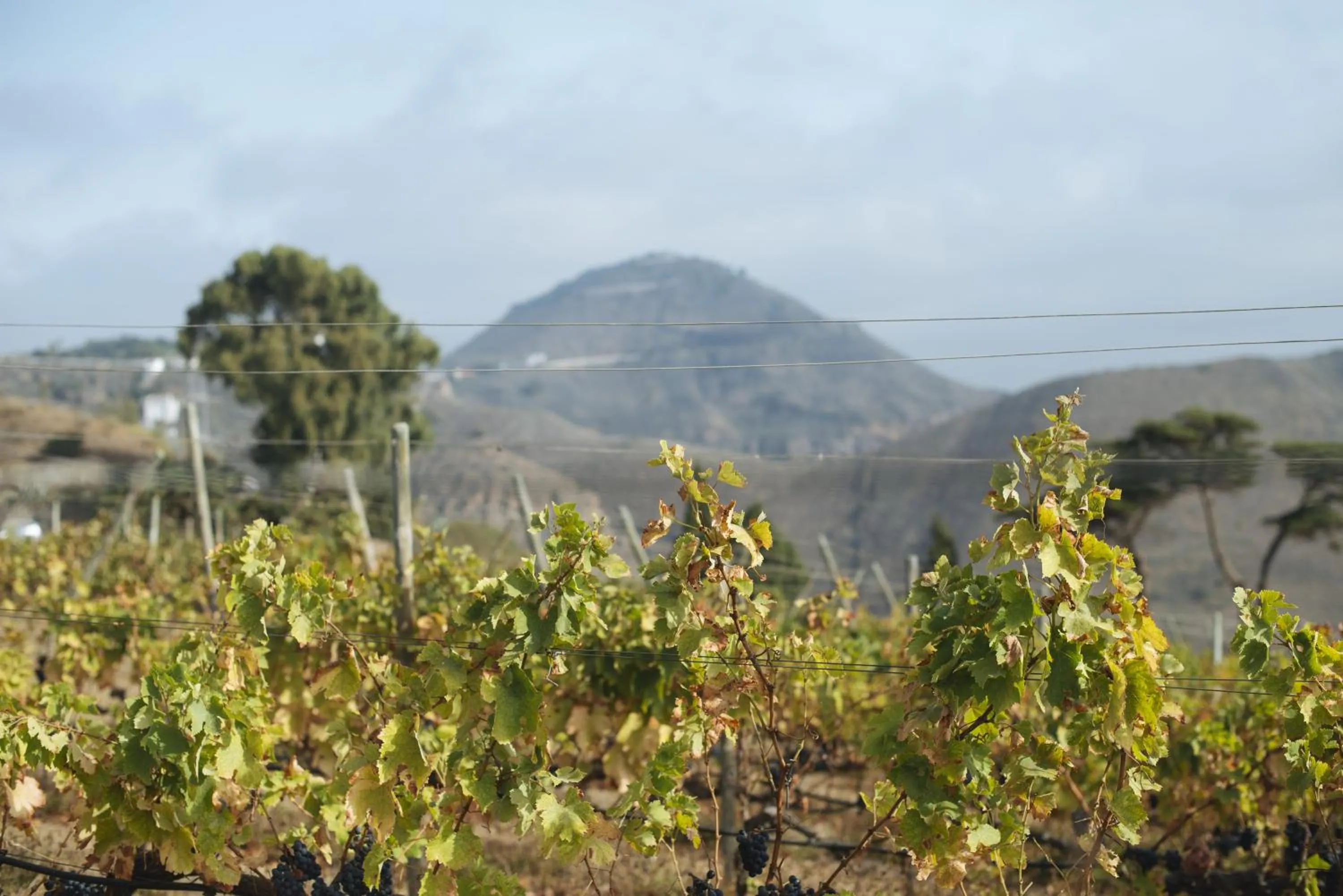 Mountain view in Casa Rural La Higuera Mayor