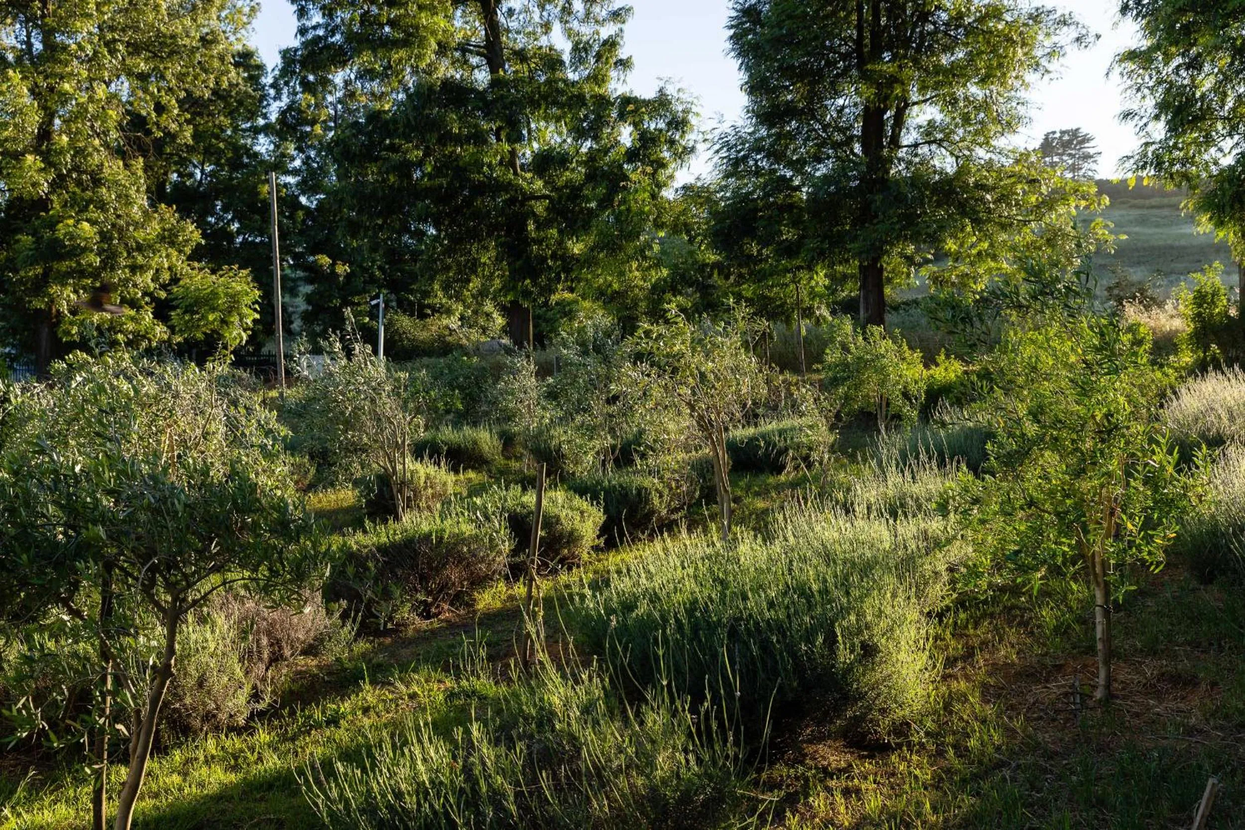 Natural landscape in Kunjani Villas & Wines