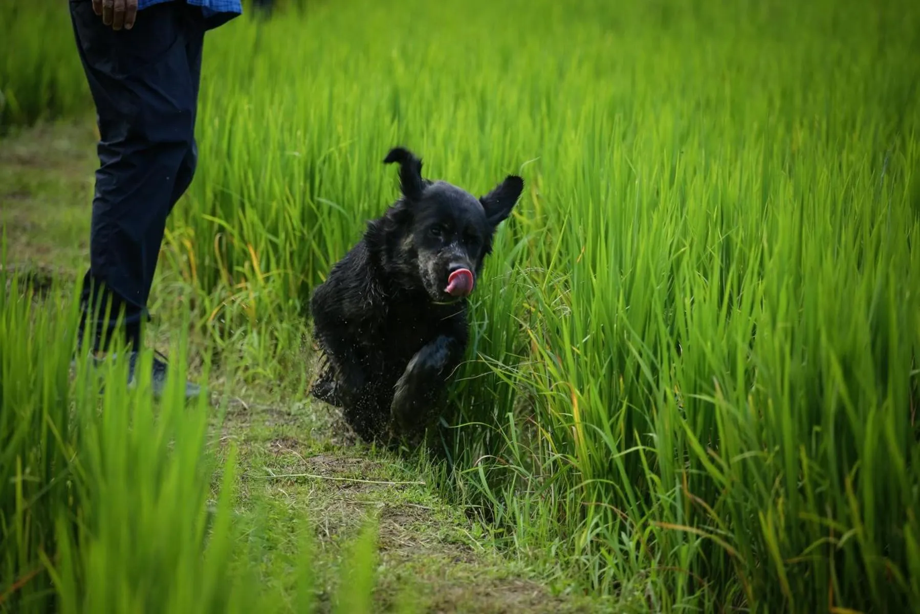 Garden in Bulunburi Resort