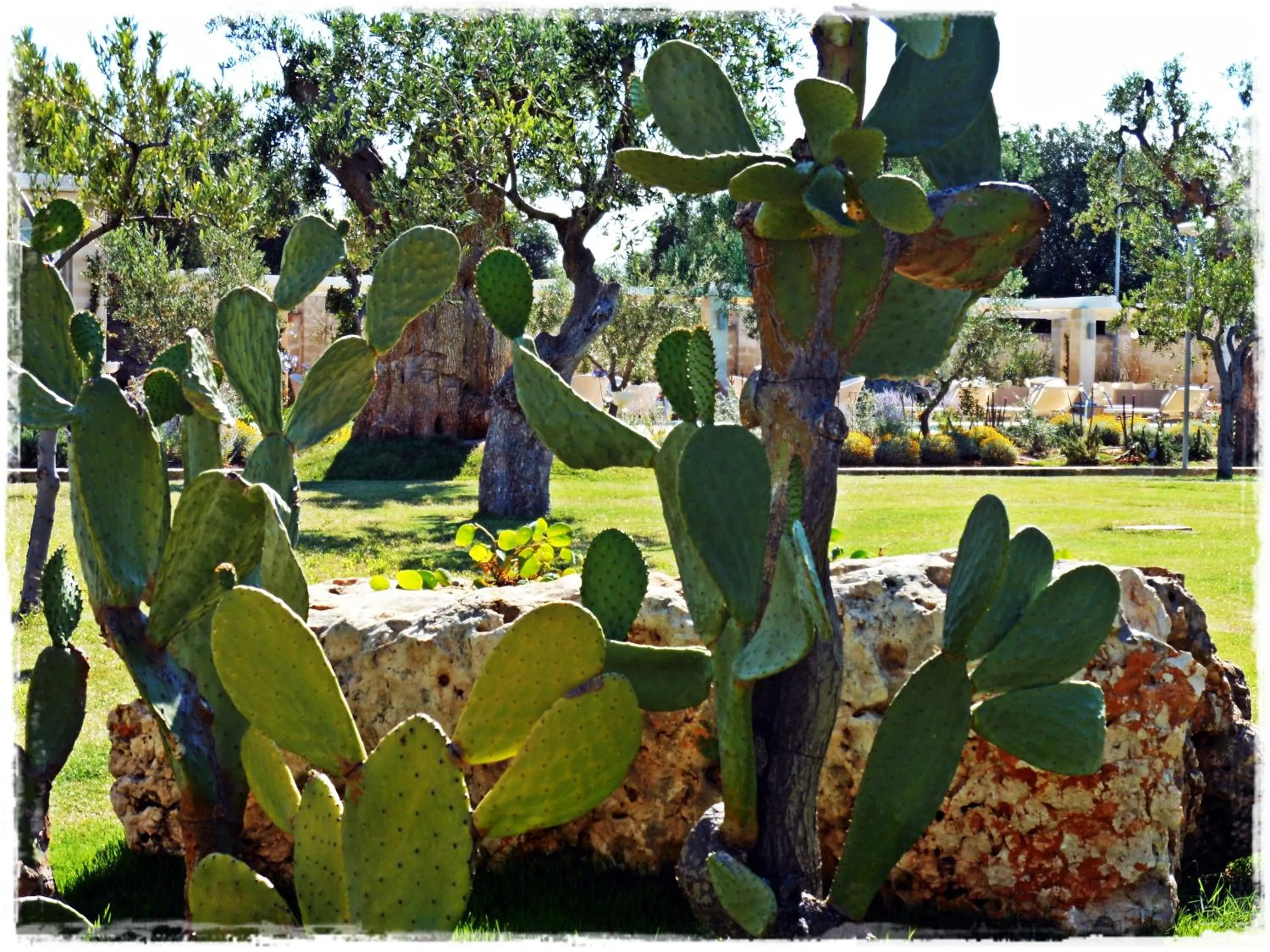 Garden in Masseria Torre Del Diamante