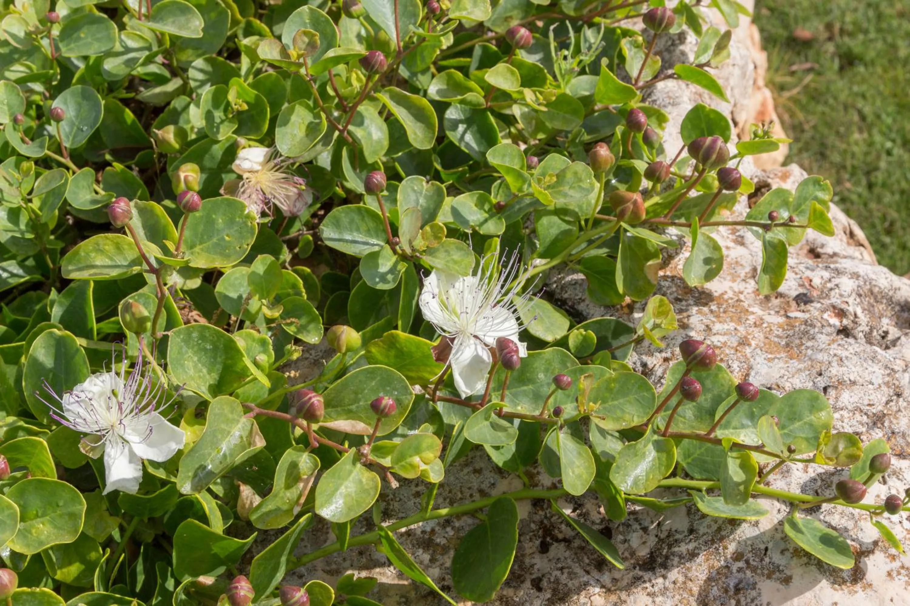 Garden in Masseria Torre Del Diamante