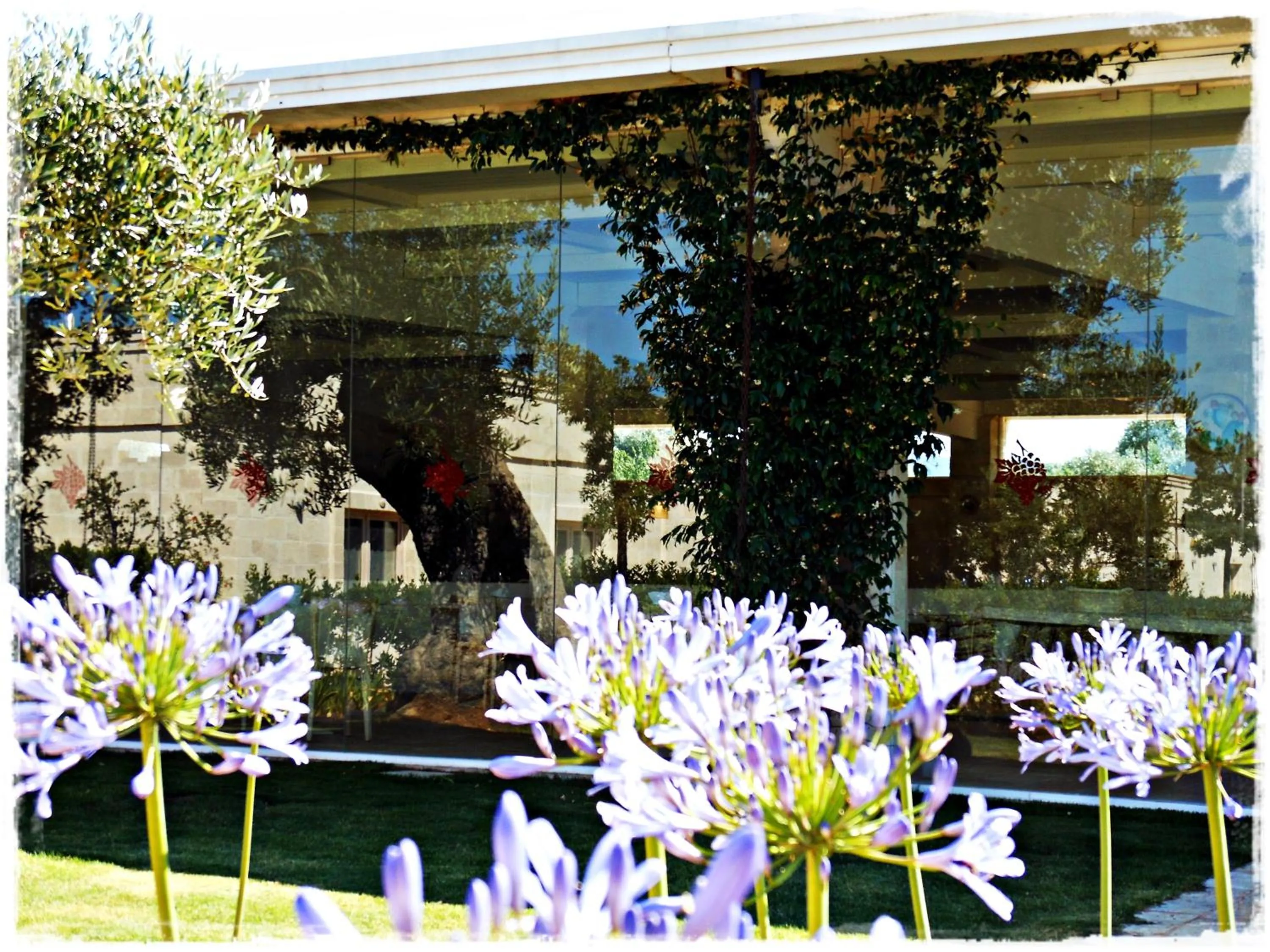 Garden in Masseria Torre Del Diamante