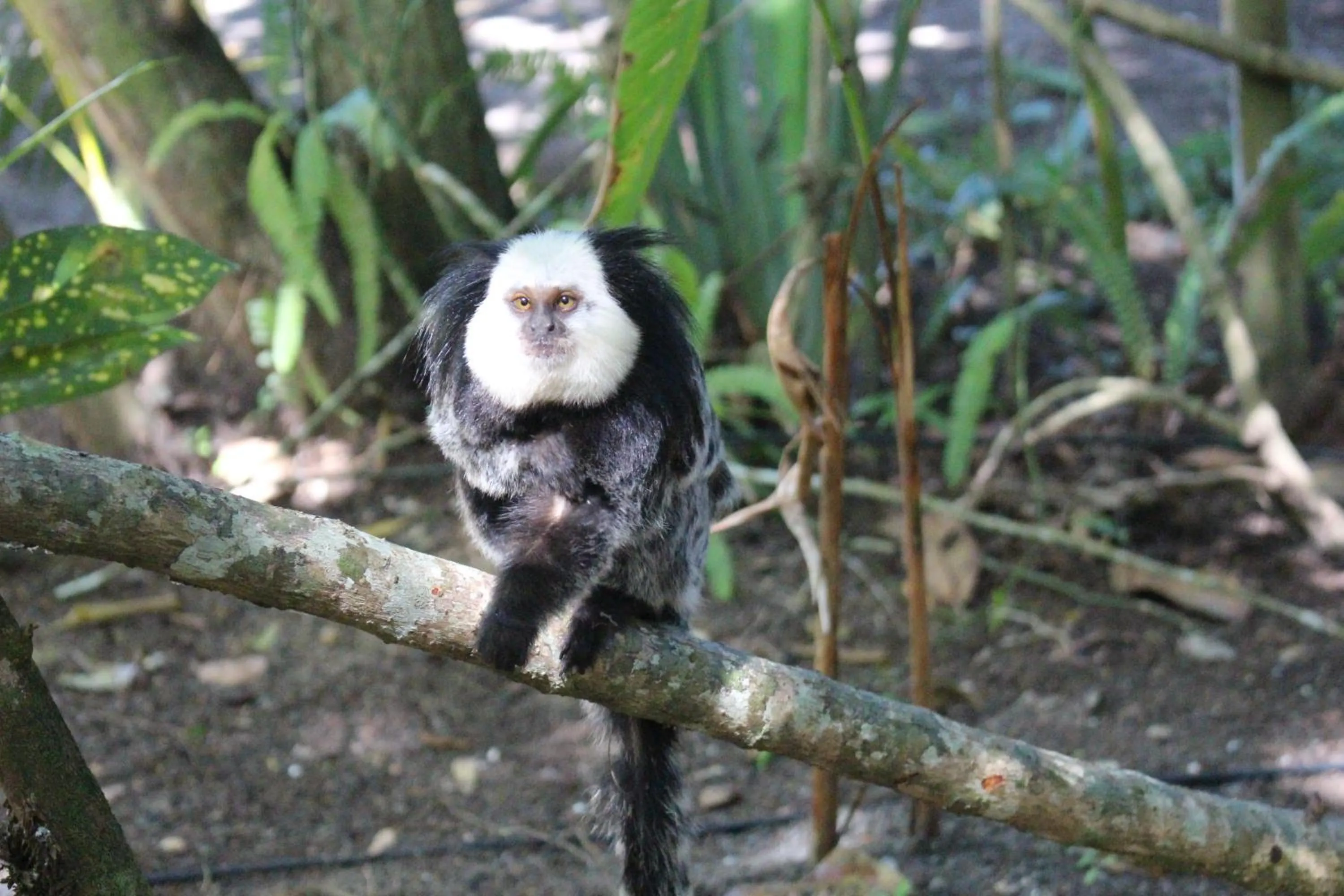 Garden view in Pousada Calypso