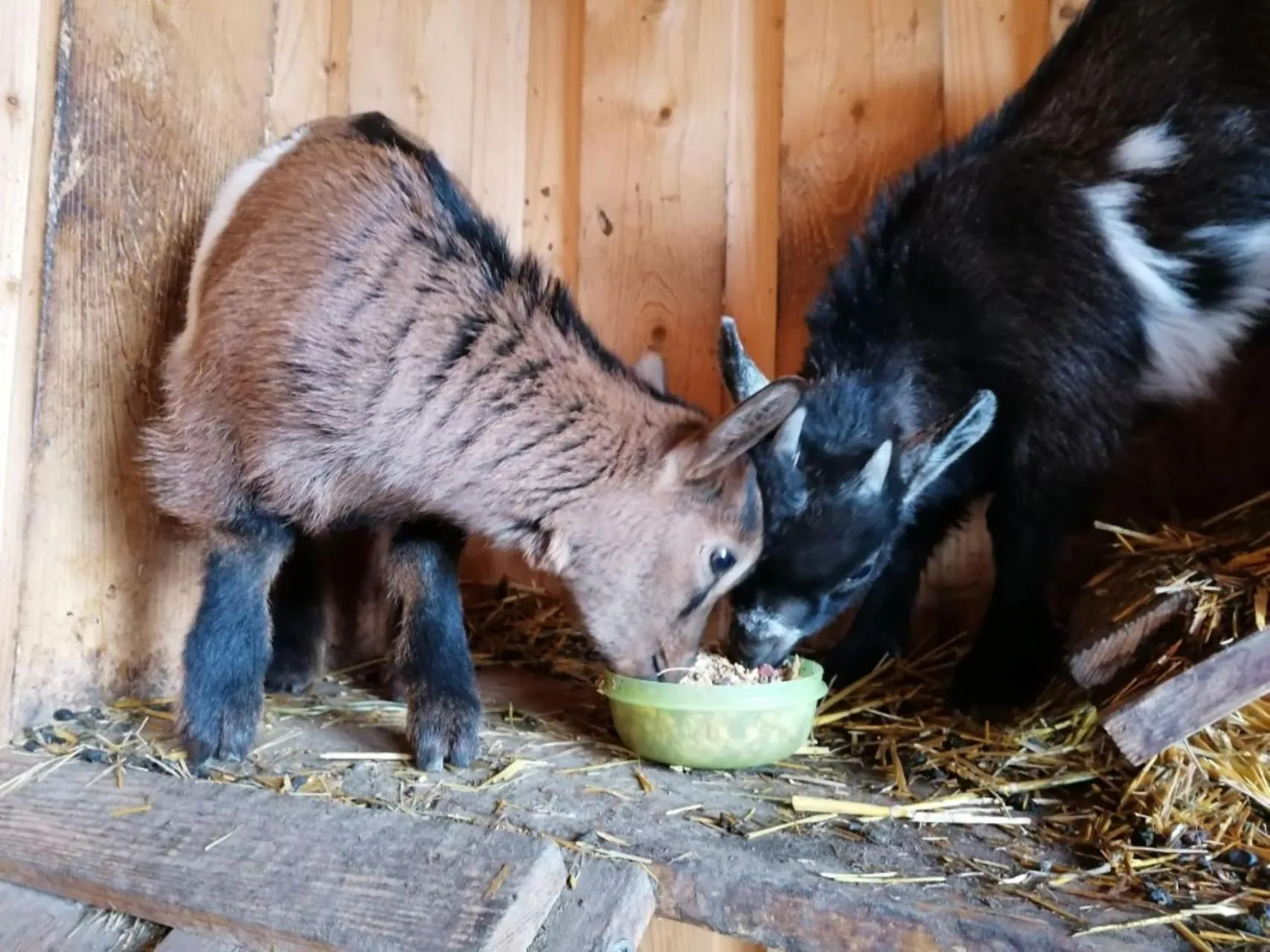 Animals in Praschhof