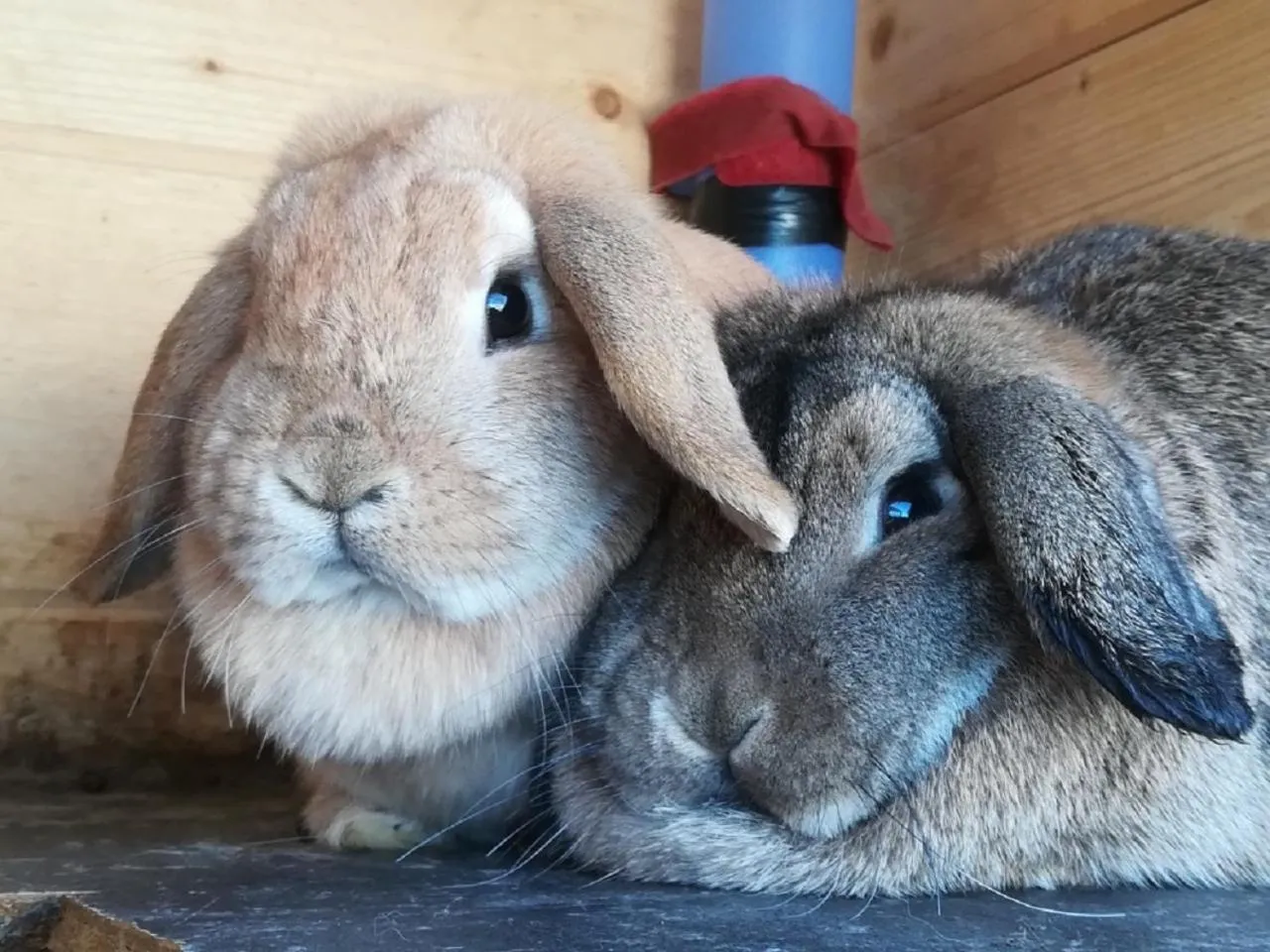 Animals in Praschhof