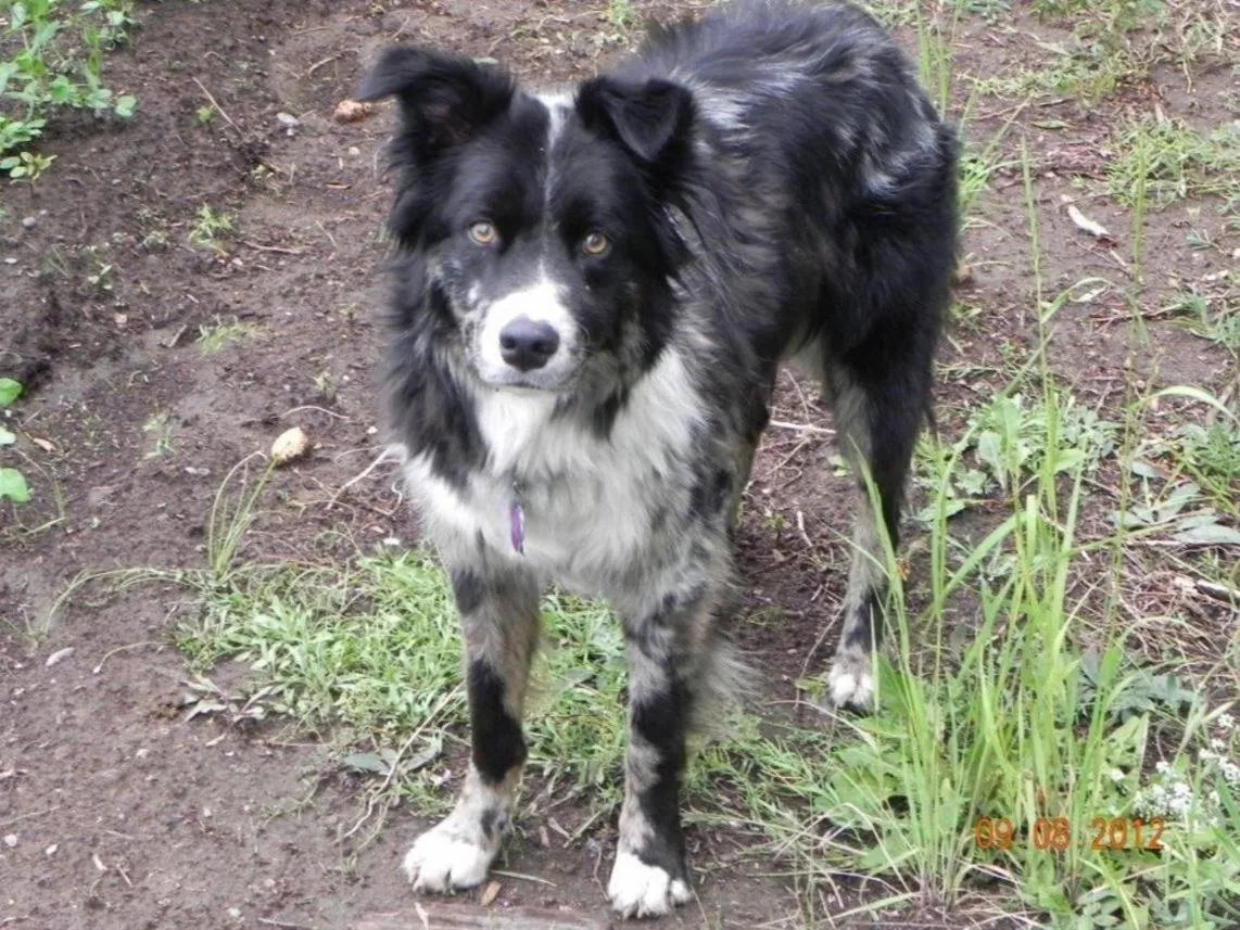 Riverside Meadows Cabins