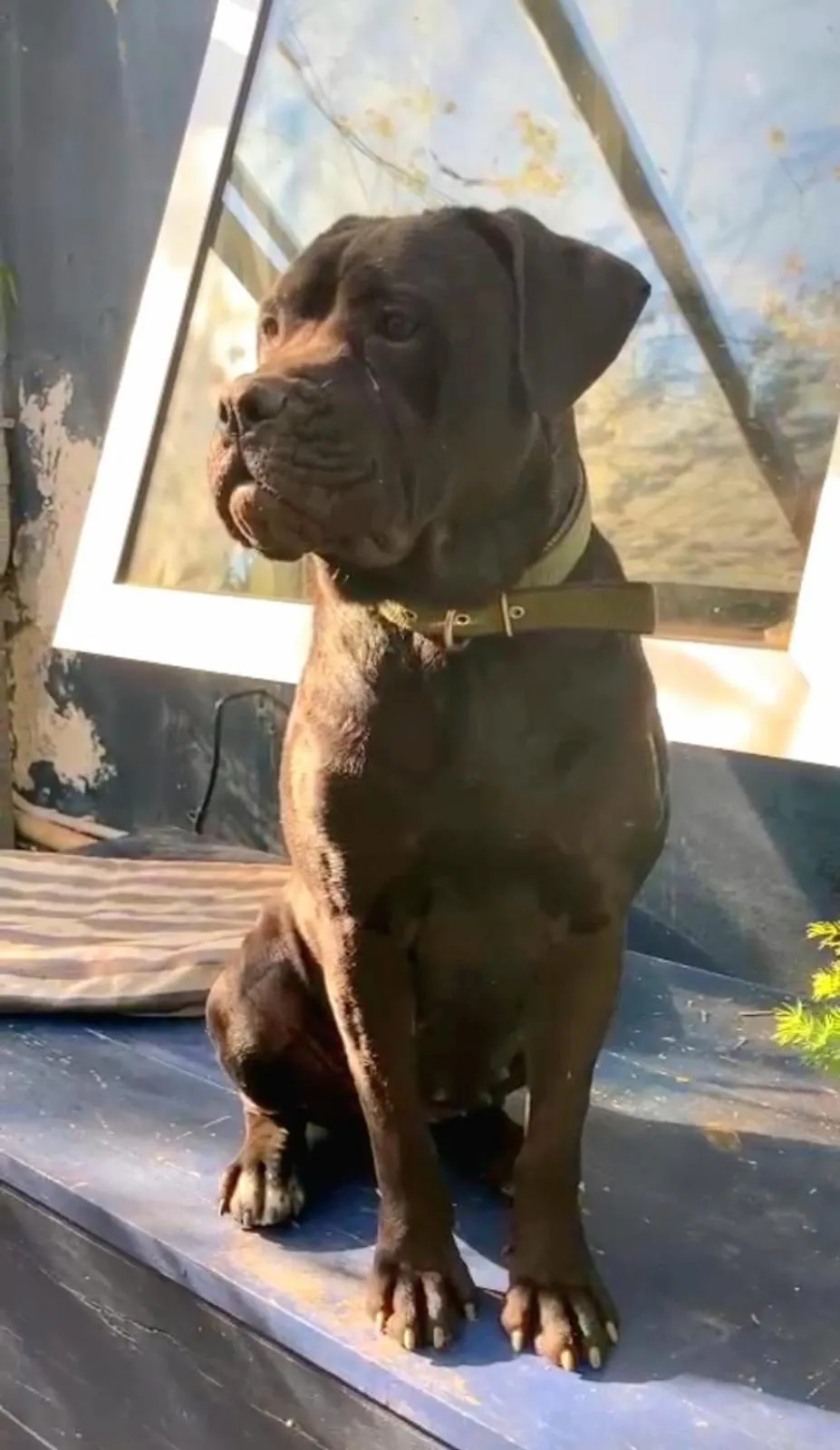 Pets in La Casa Blu di Monasteto