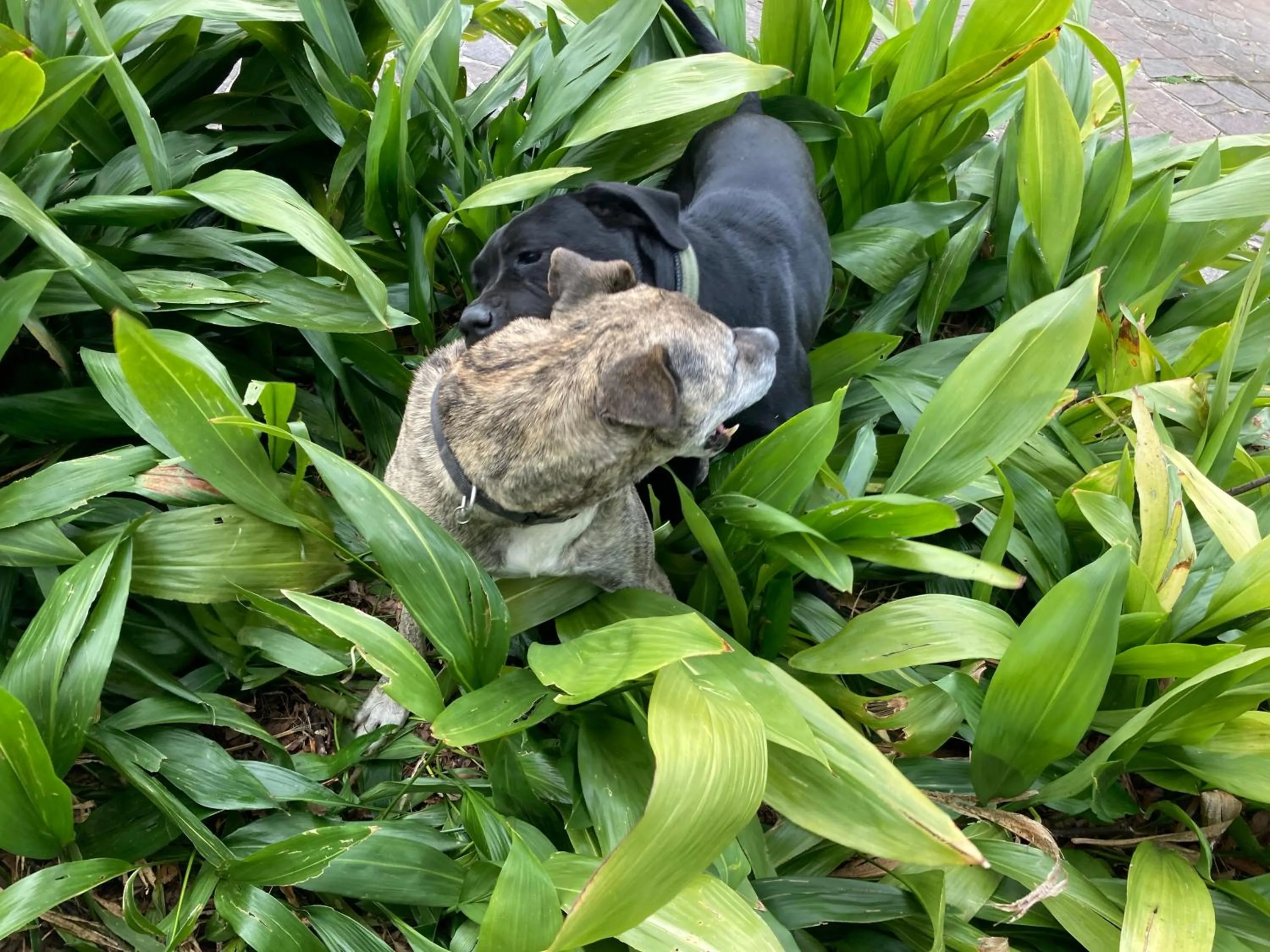 Pets in La Casa Blu di Monasteto