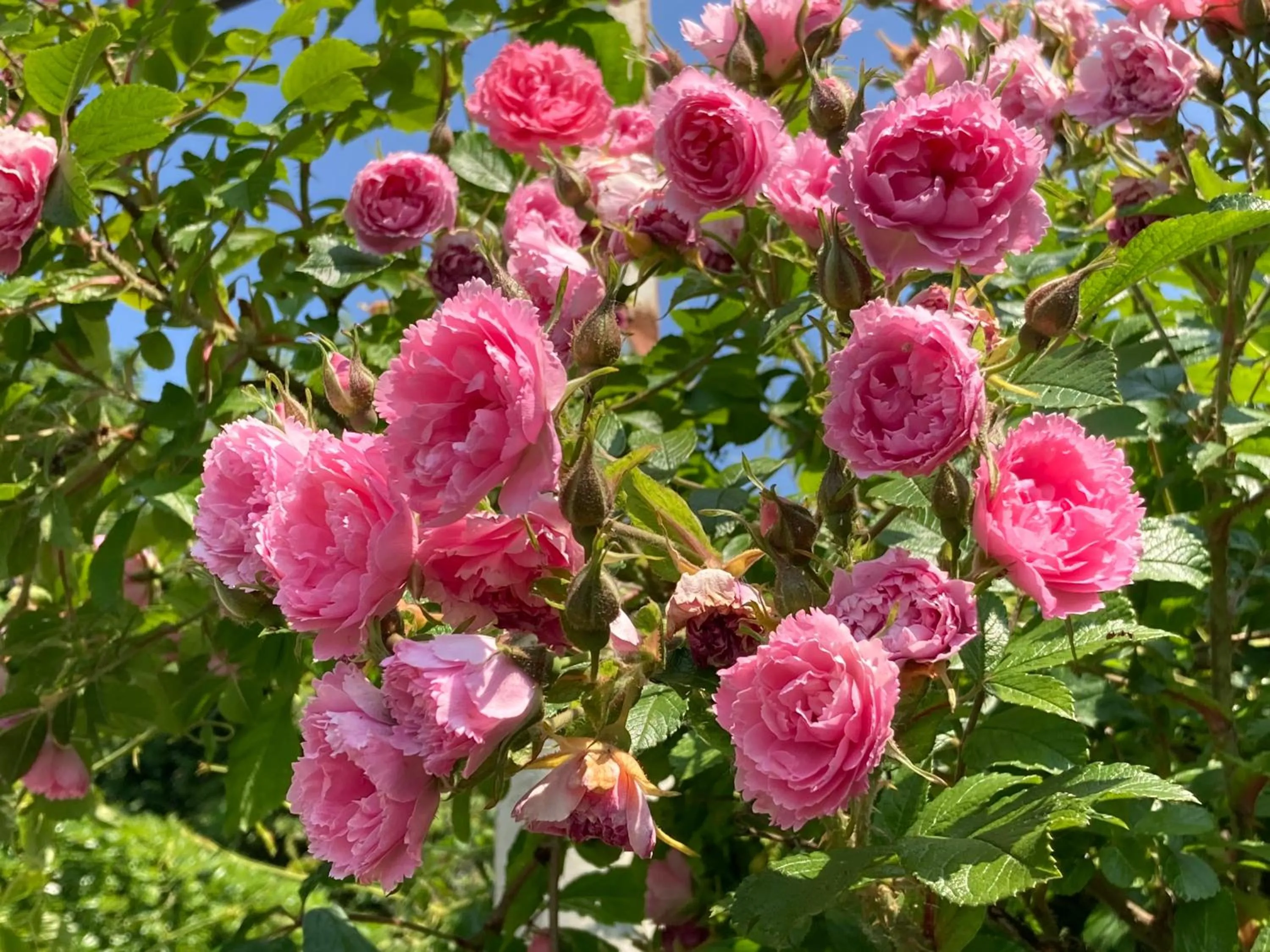 La Casa Blu di Monasteto