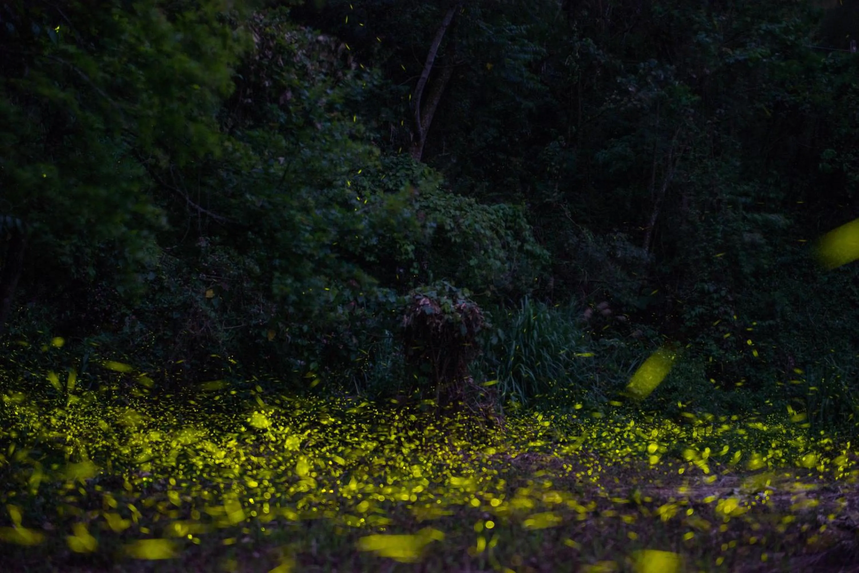 The house behind stream