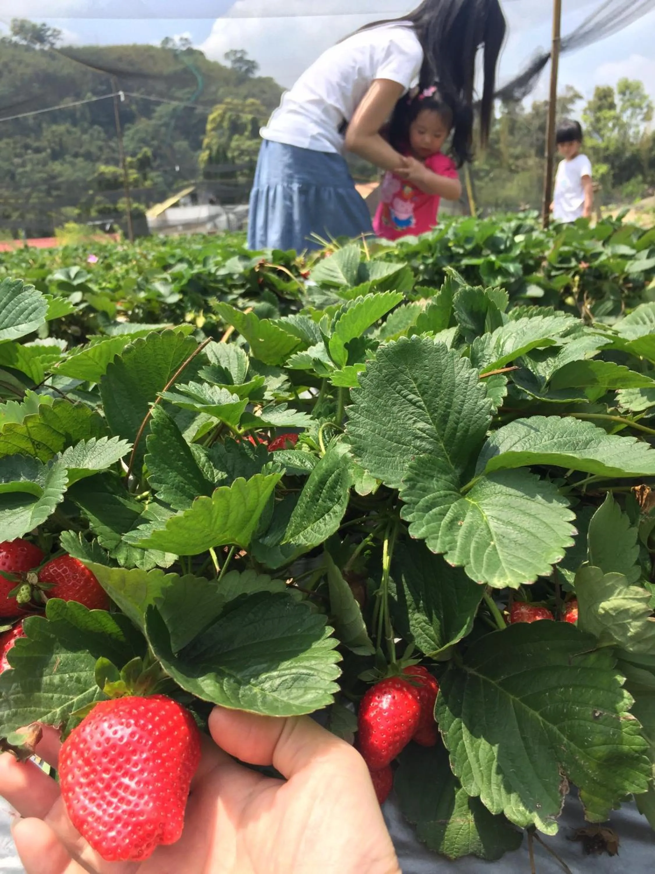 The house behind stream