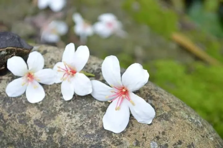 The house behind stream
