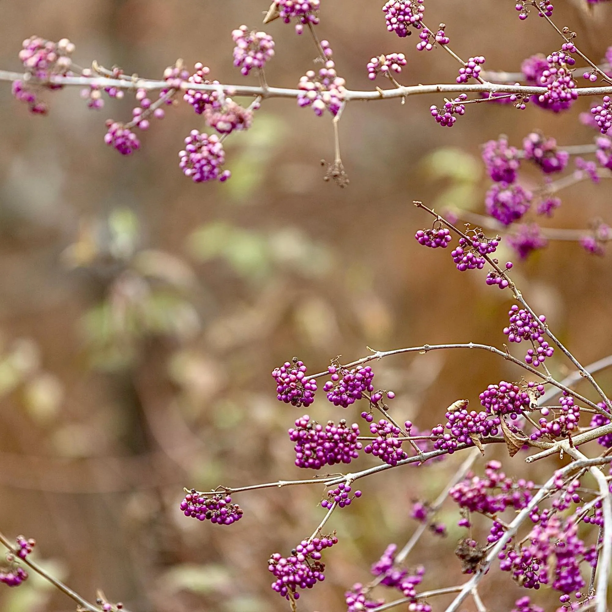 Spring in Ubytovanie u martina