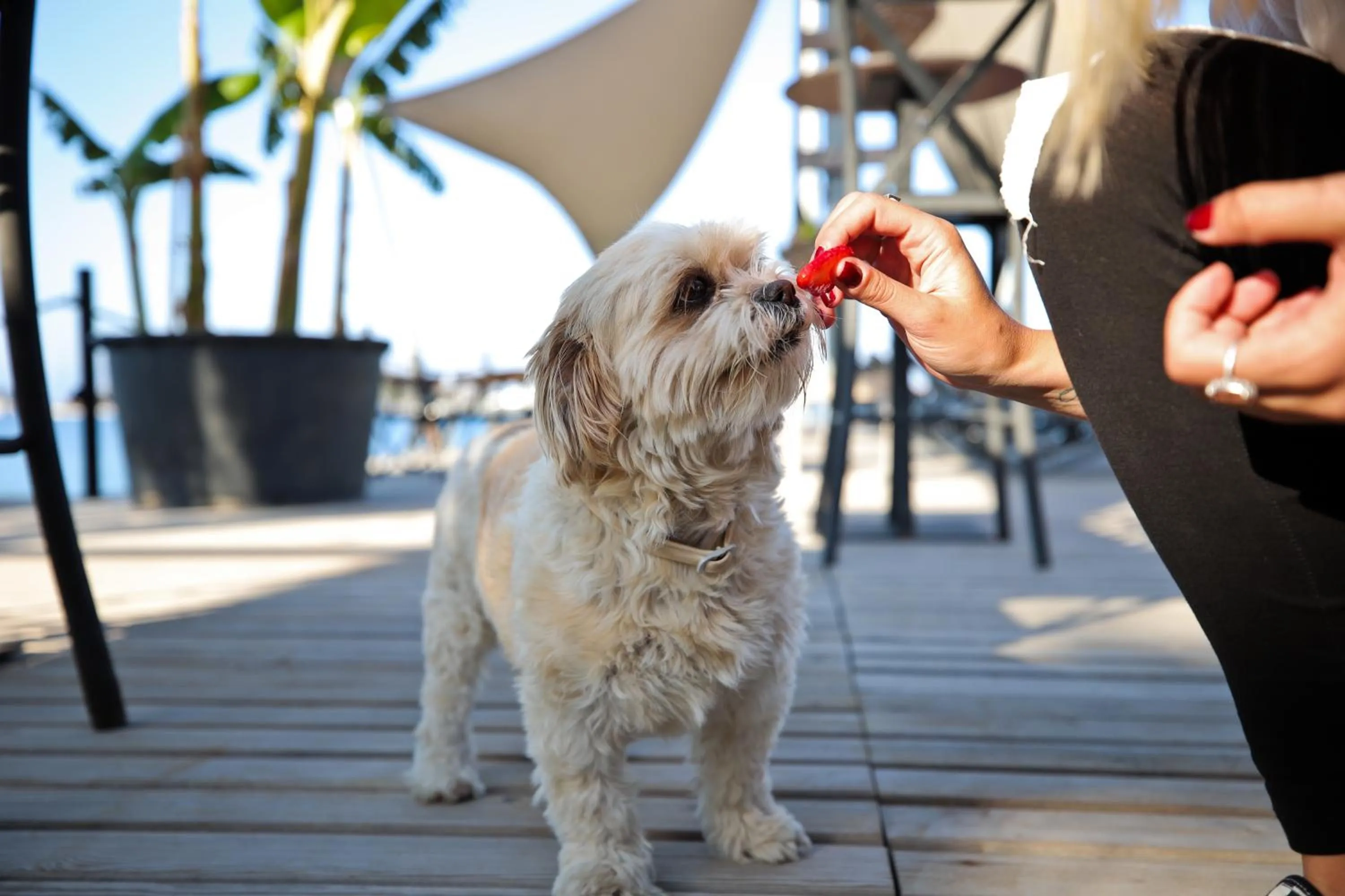 Pets in Elista Hotel & Spa