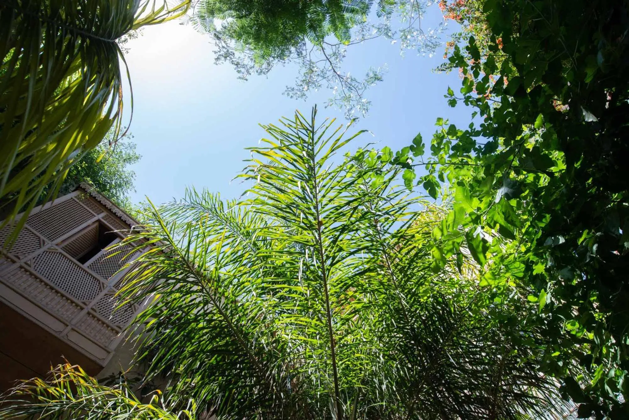 Garden in Riad Kbour & Chou