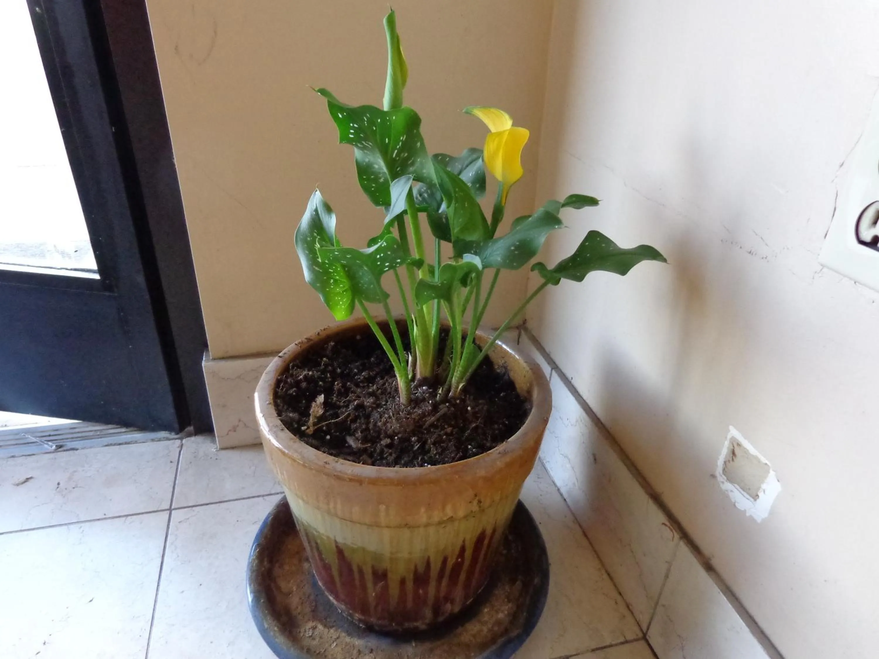 Other in Knights Inn Fairground