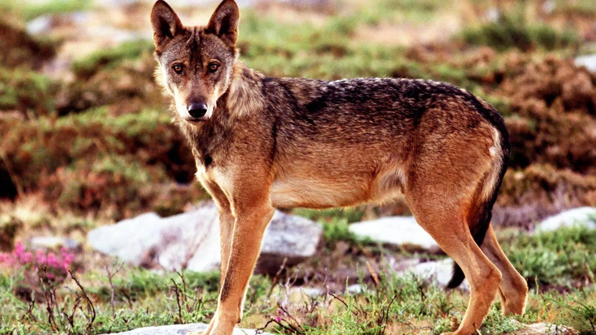 Natural landscape in Agrinho Suites & Spa Gerês