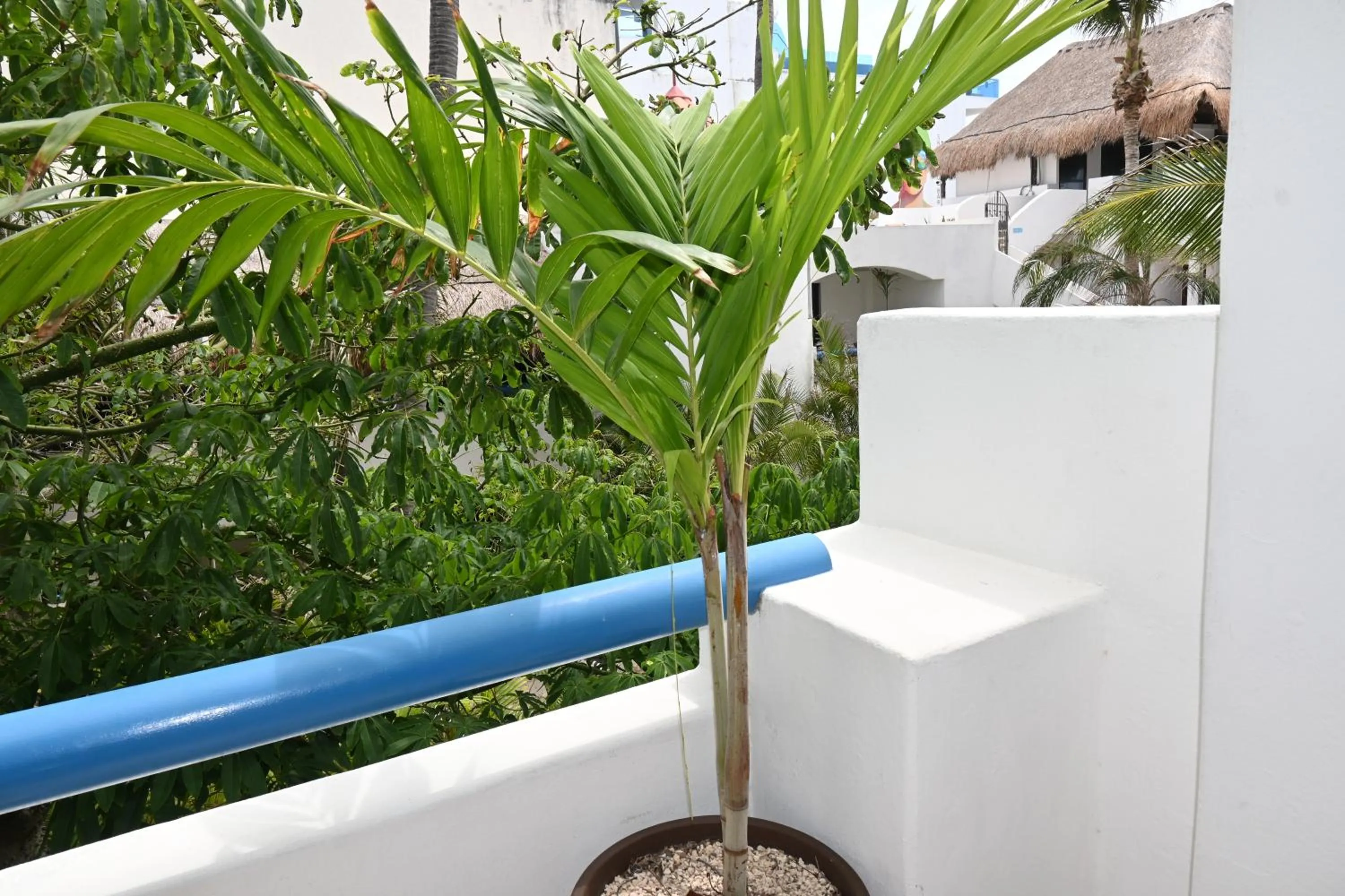 Garden in Pelicano Inn Playa del Carmen - Beachfront Hotel