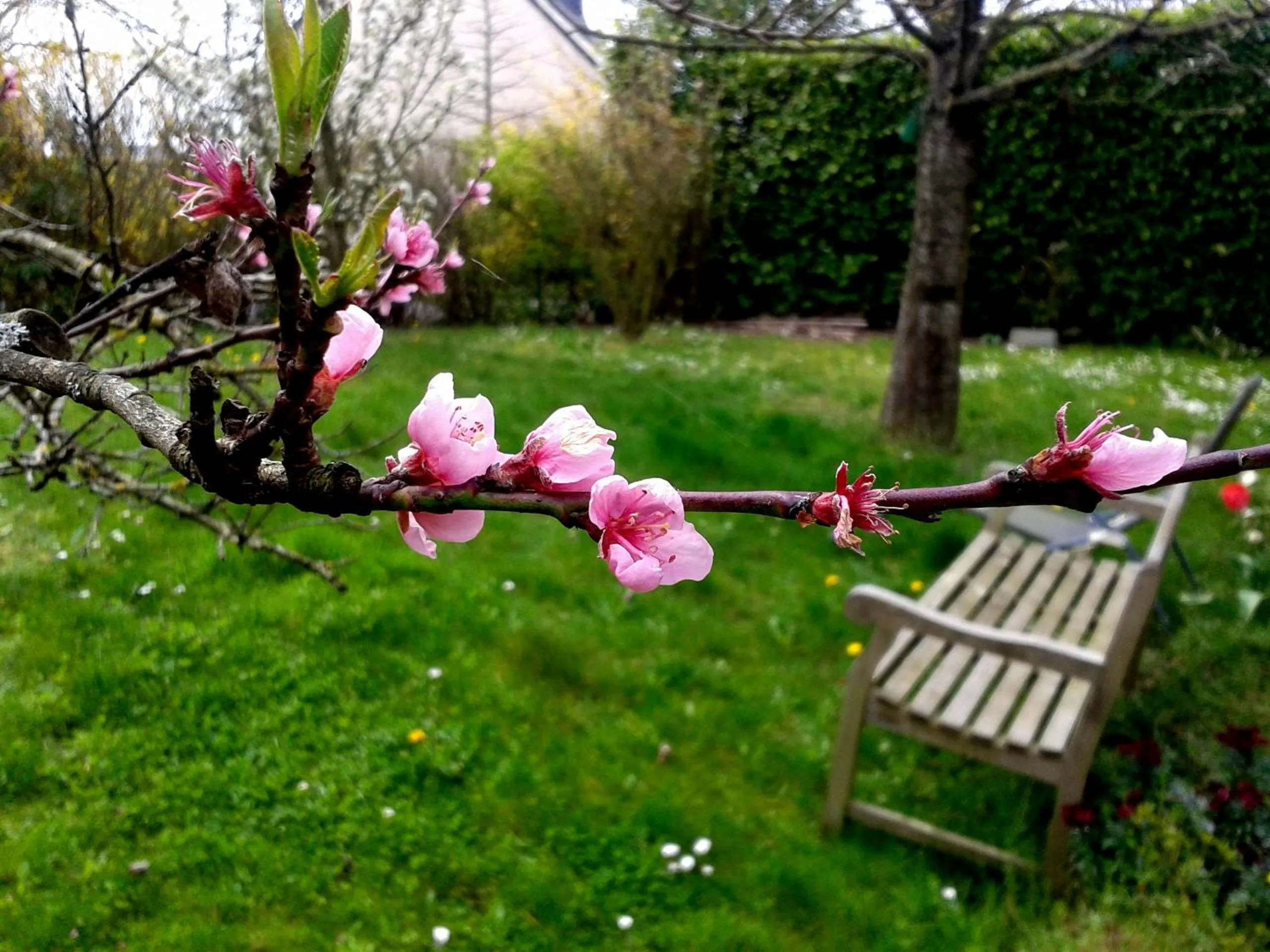 Garden in Maison La Chapelle