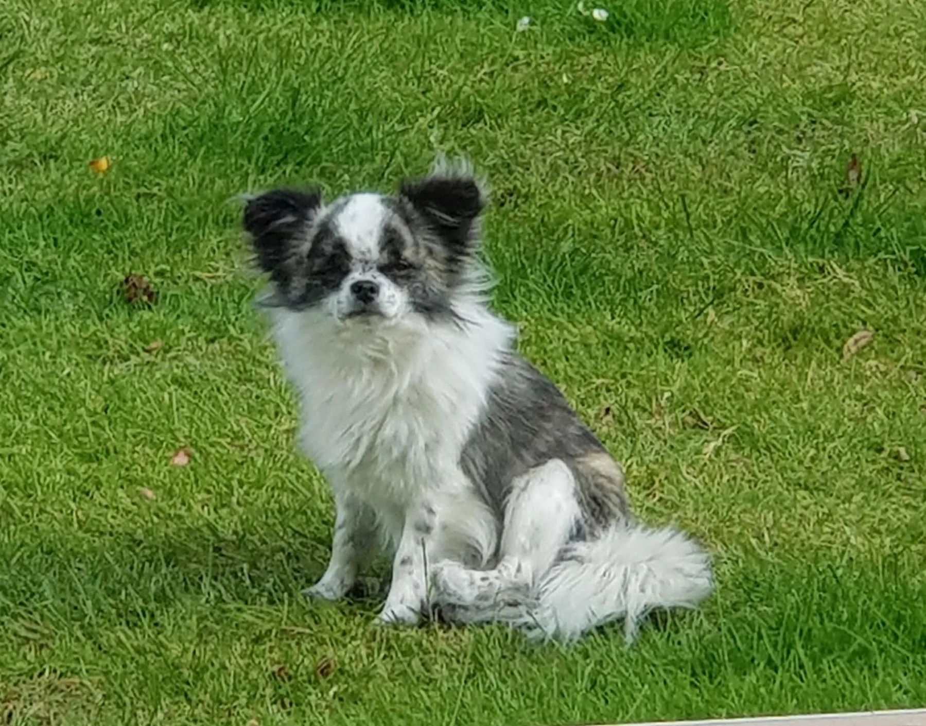 Animals in Chambre d'Hôtes le Gachignard