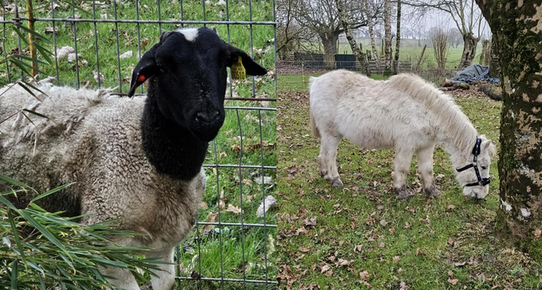 Animals in Chambre d'Hôtes le Gachignard
