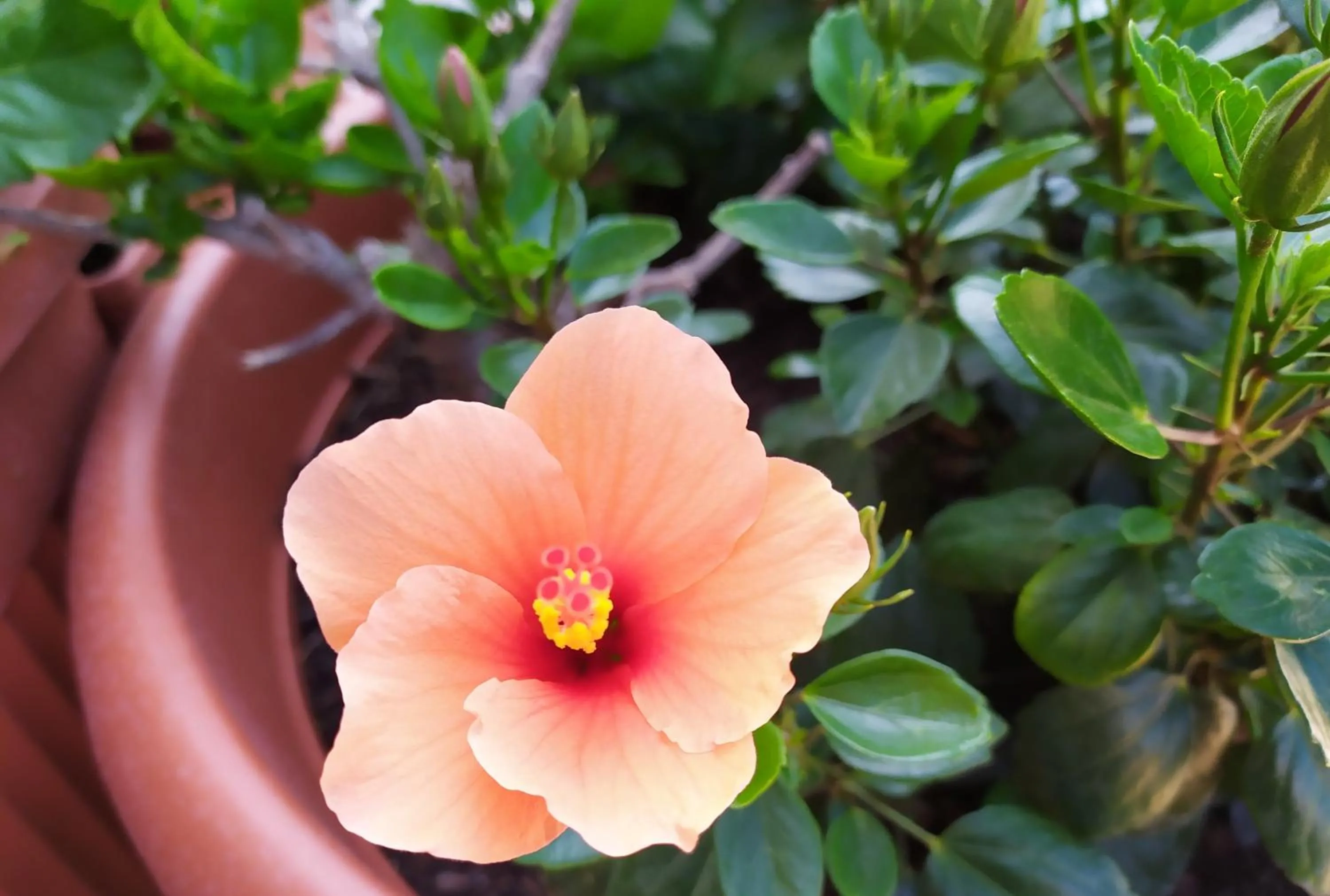 Garden in Coccinella