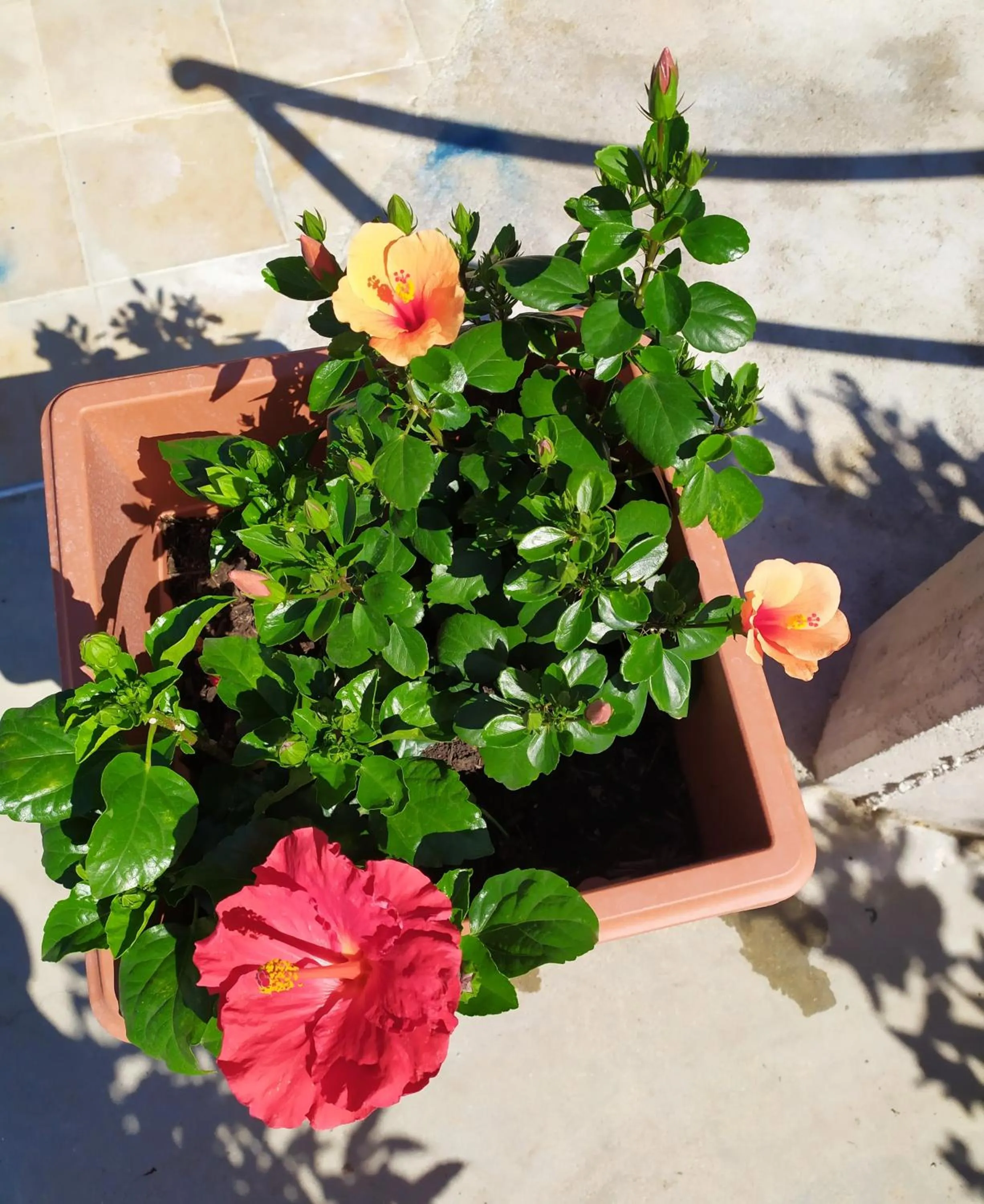 Garden in Coccinella