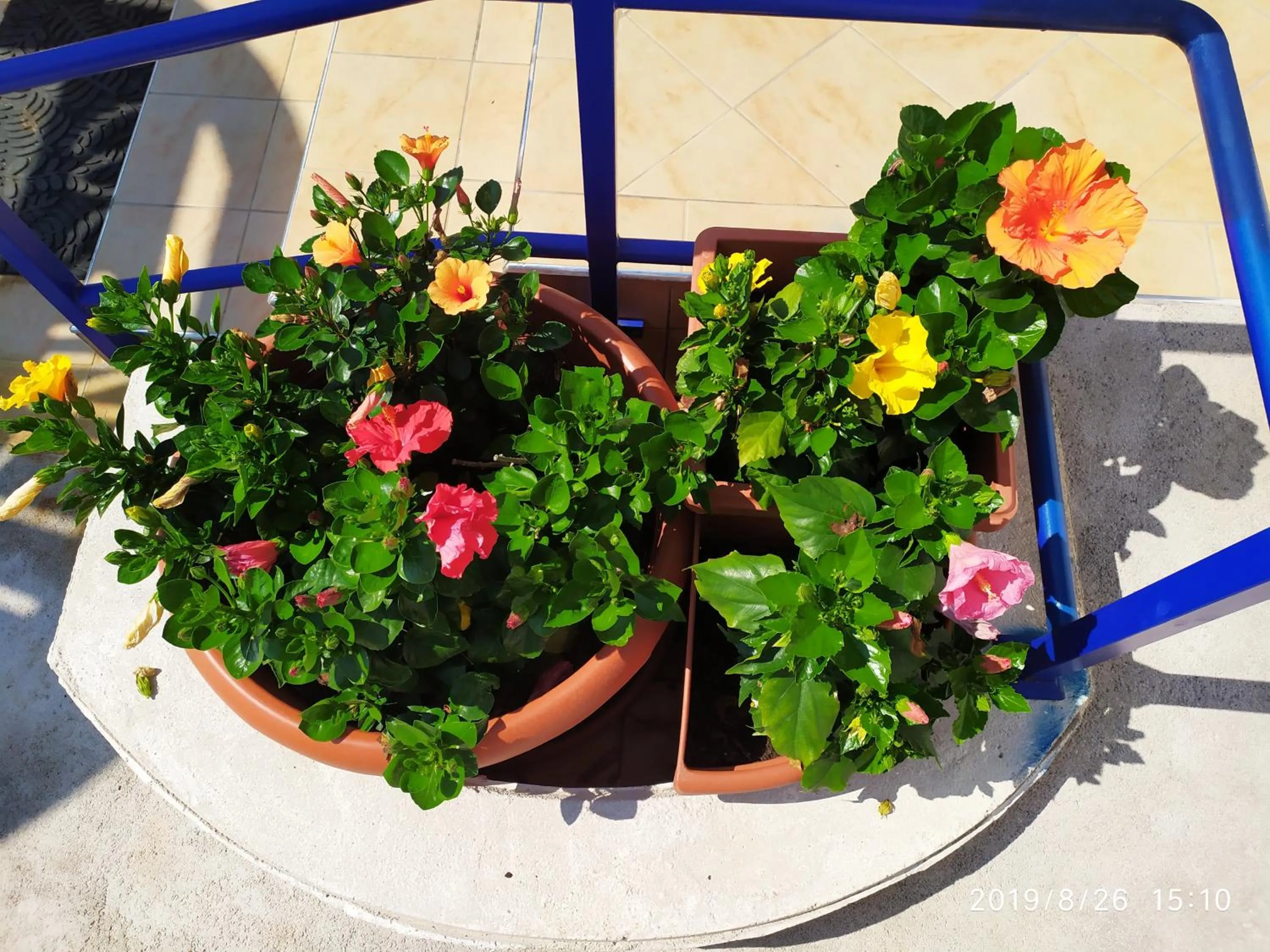 Garden in Coccinella