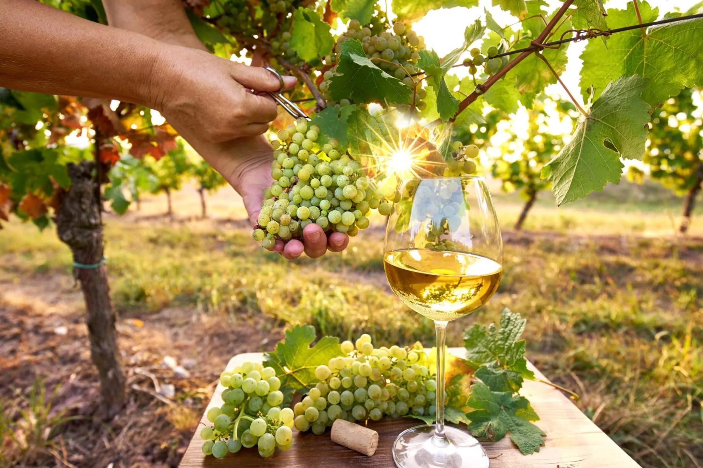 Alcoholic drinks in Landhaus Zimmermann