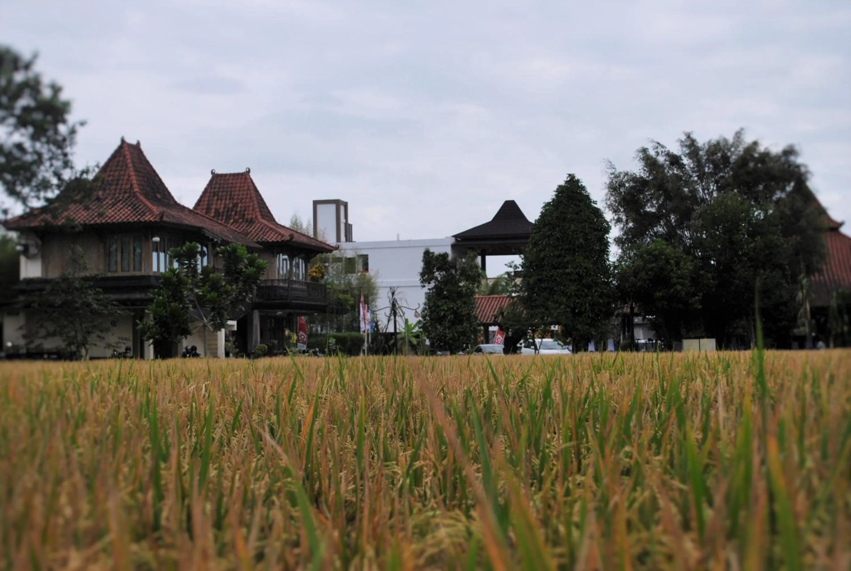 View (from property/room) in Java Village Resort Yogyakarta