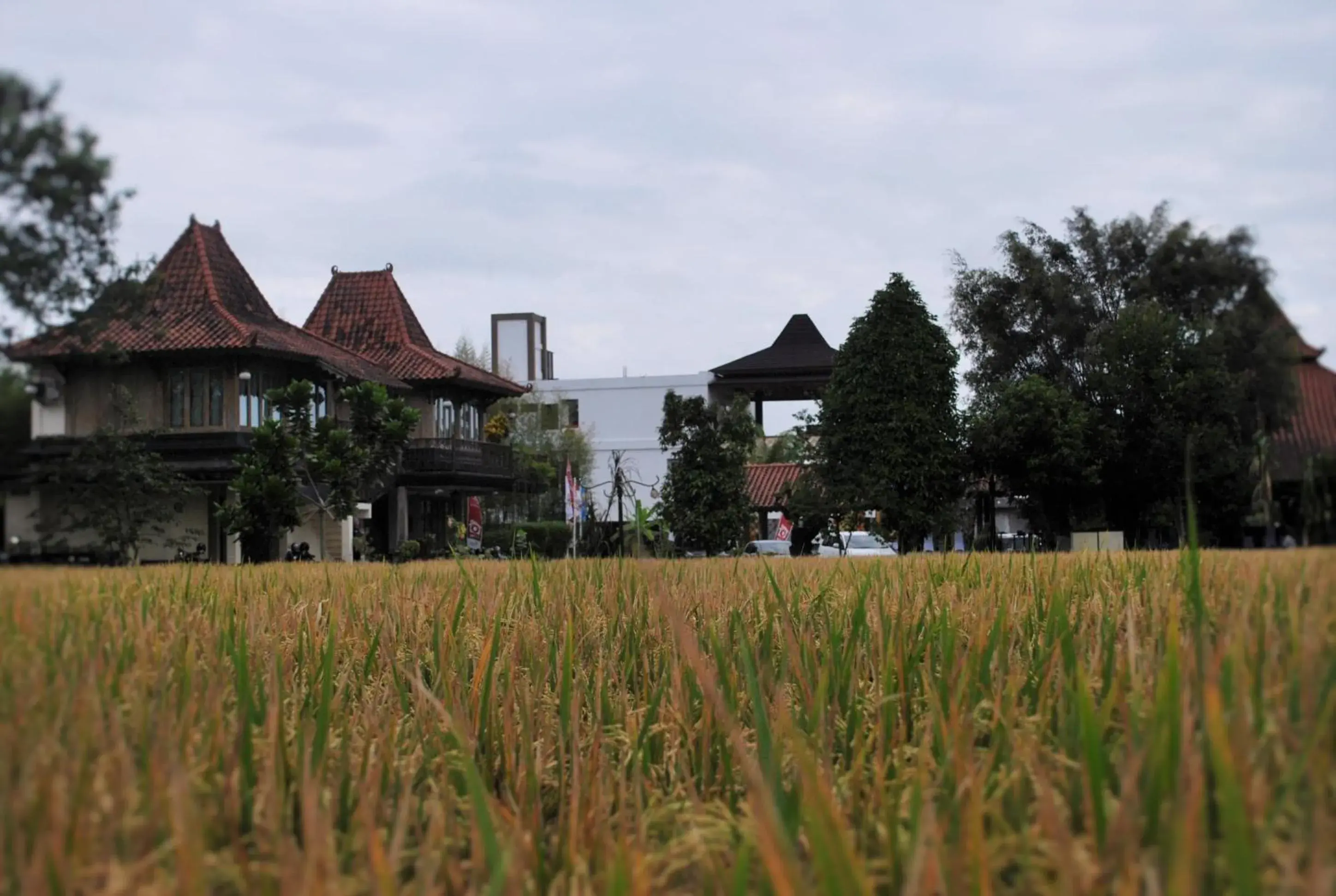 View (from property/room) in Java Village Resort by HOMEE Yogyakarta View (from property/room) in Java Village Resort by HOMEE Yogyakarta