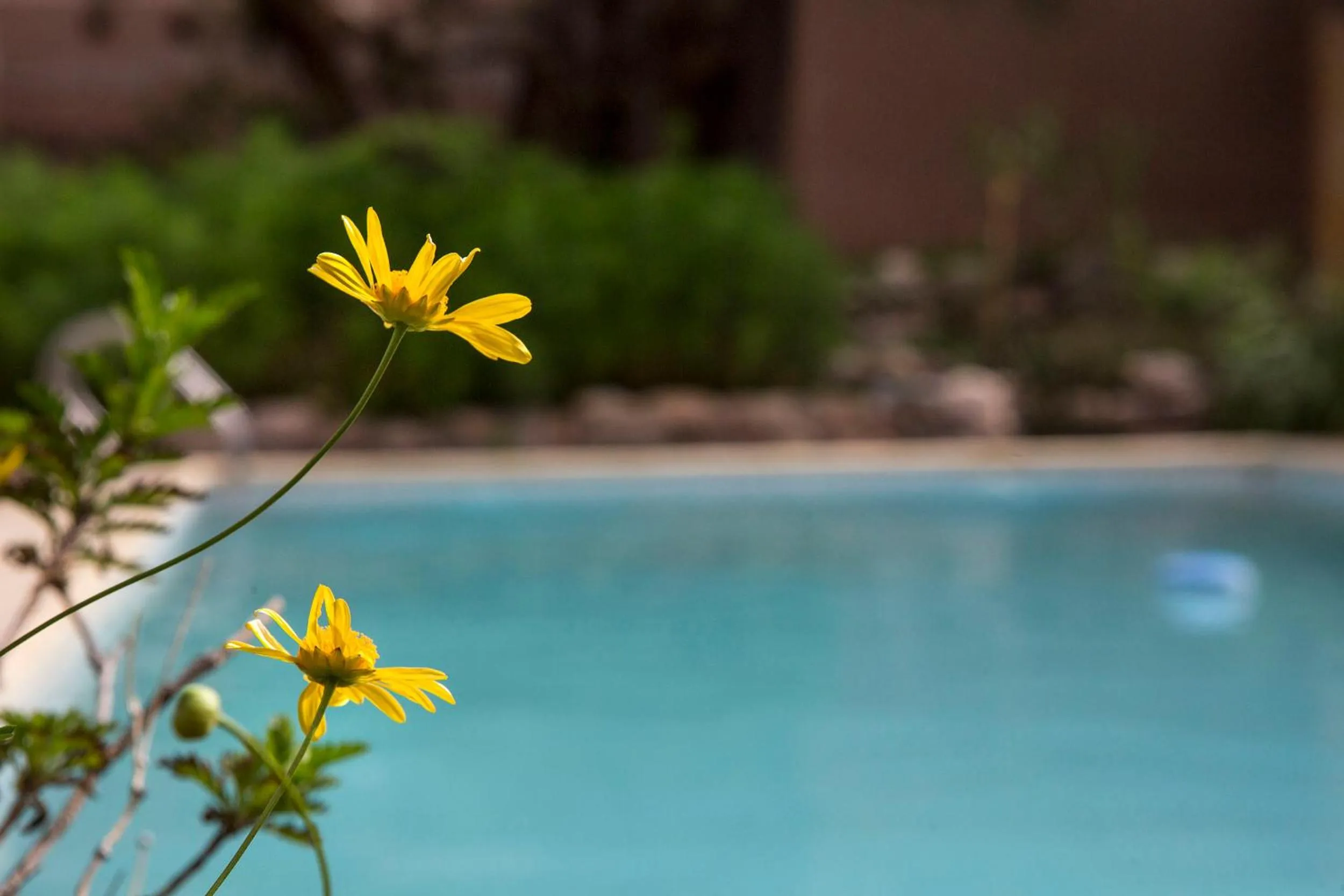 Swimming pool in Las Marías Hotel Boutique
