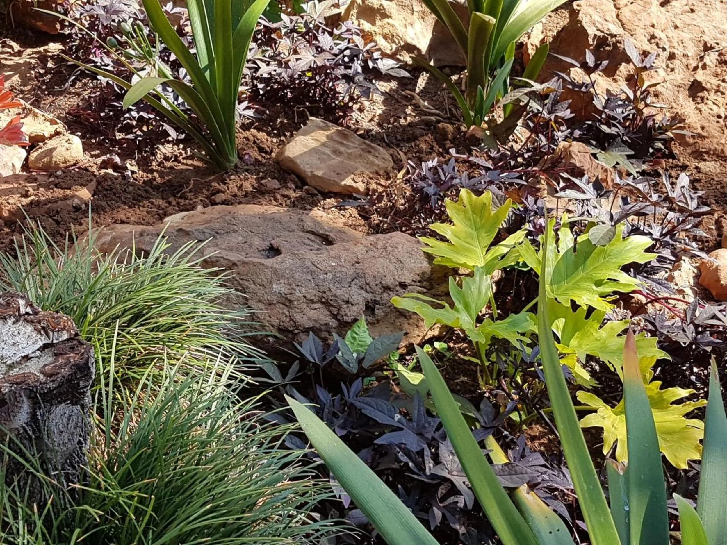 Garden in Marlot Guest House