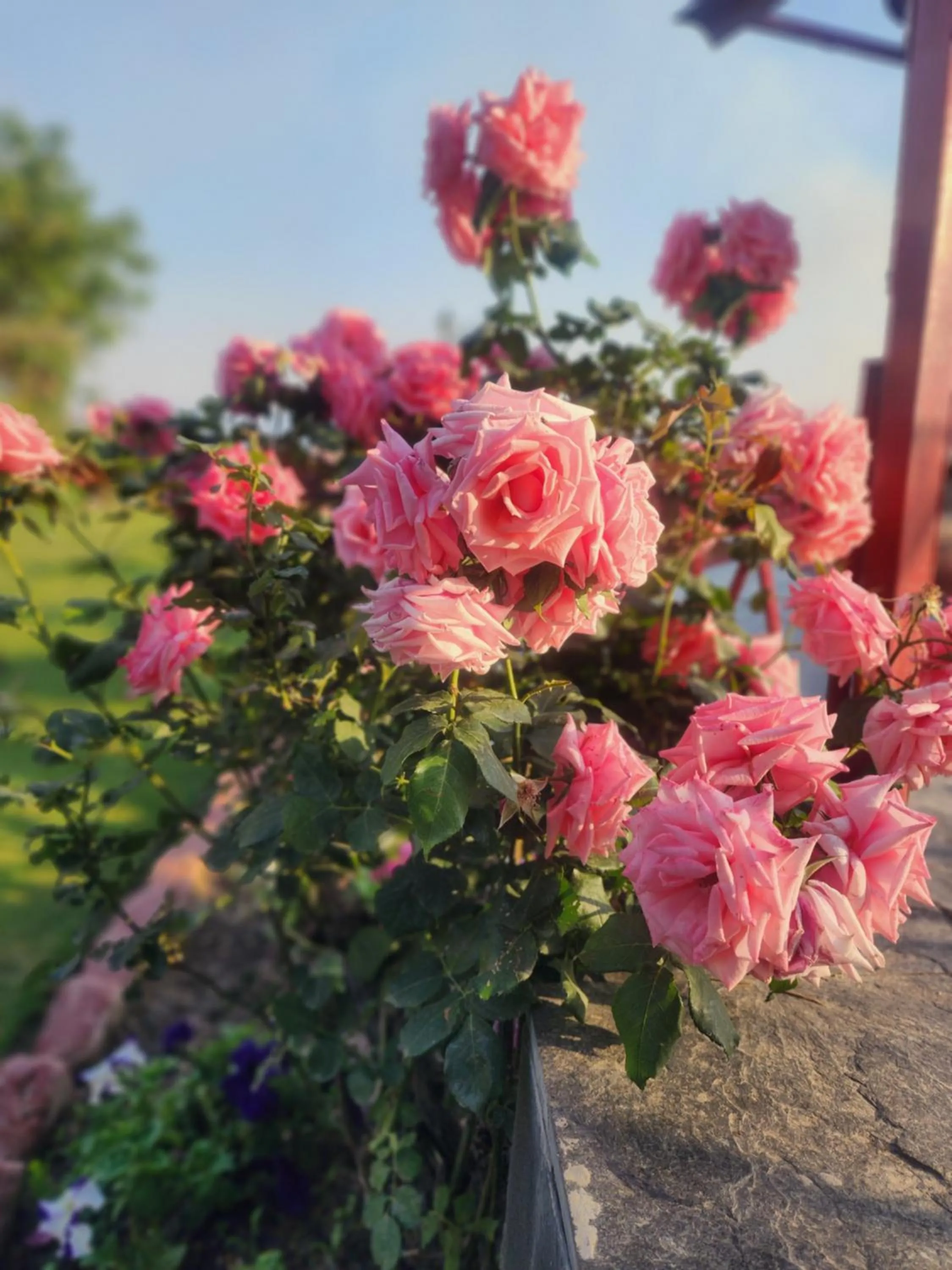 The Chalets Naldehra