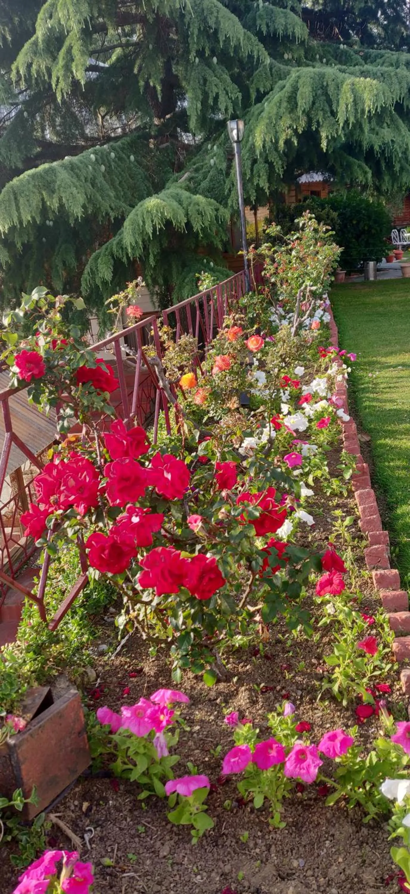 Garden in The Chalets Naldehra
