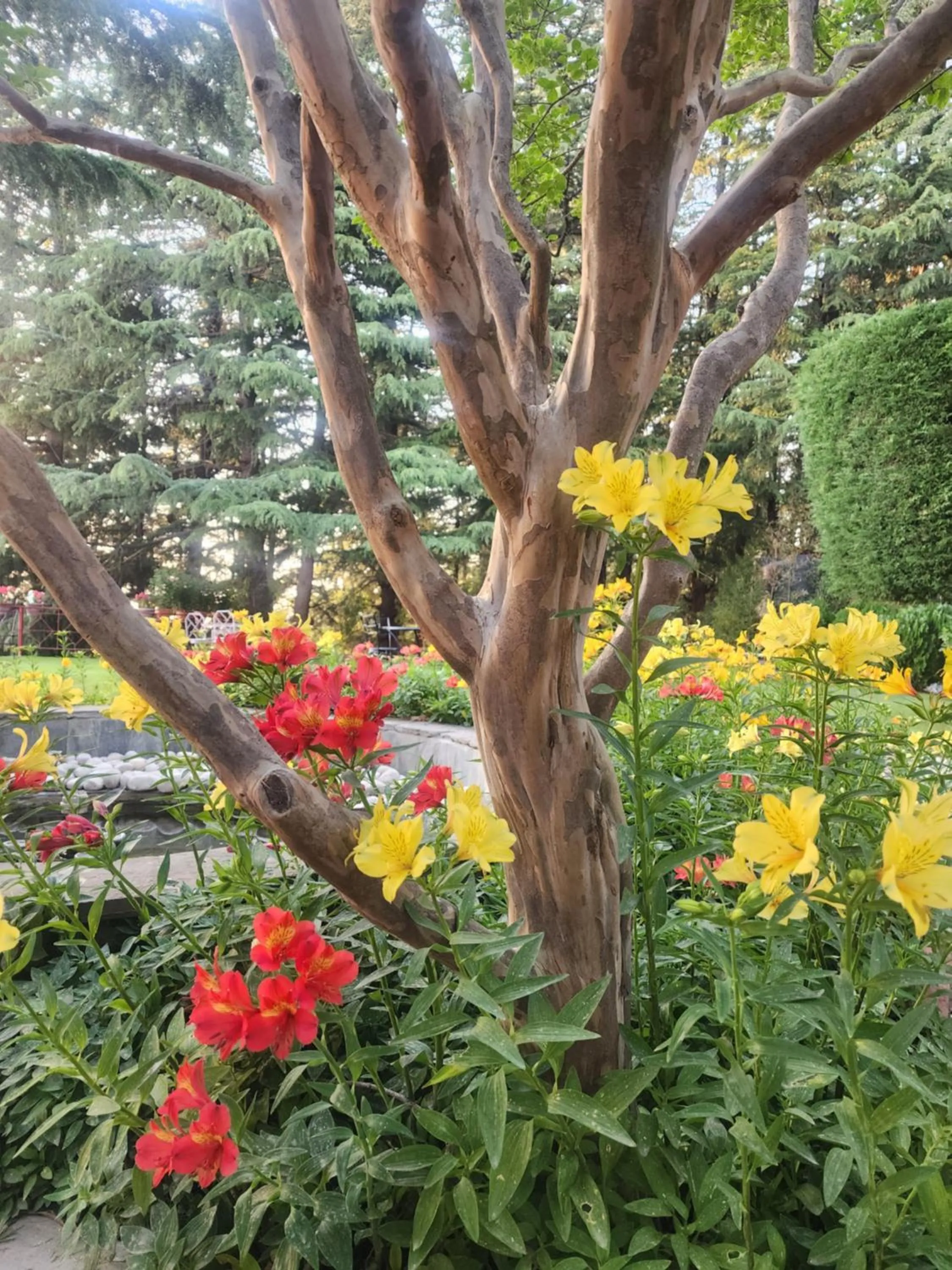 The Chalets Naldehra